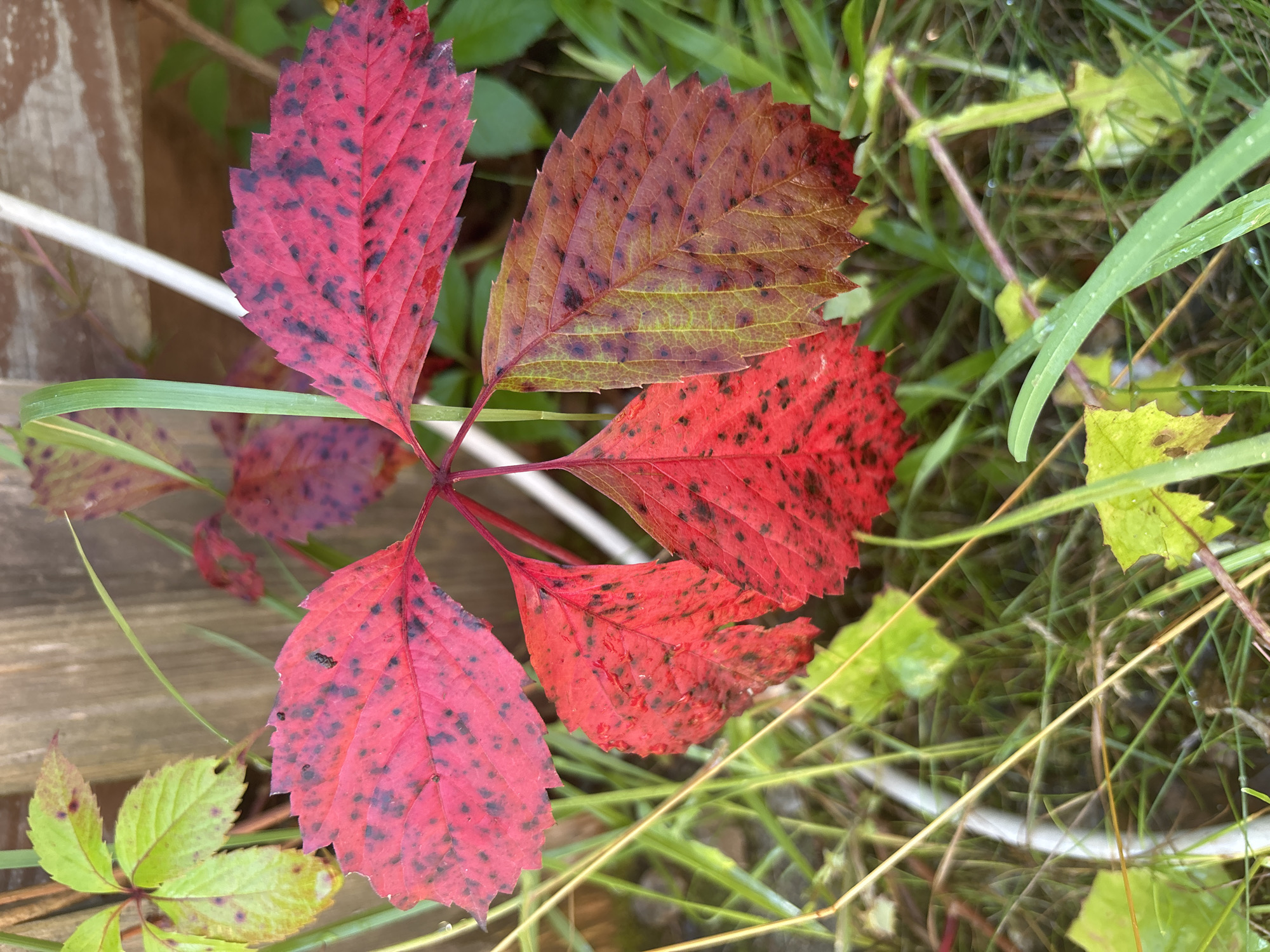 A cluster of bright red and green leaves, speckled with black, are the focus of this close-up image. The leaves appear to be part of a vine, with thin stems visible. One leaf shows a transition from green to red and brown, indicating the progression of autumn. Small water droplets are scattered across some of the leaves, suggesting recent rainfall or dew. The background is blurred, but it appears to be an outdoor setting with green grass and a wooden fence. There is no indication of people or any specific location within Granat, Russia. The scene is purely botanical.