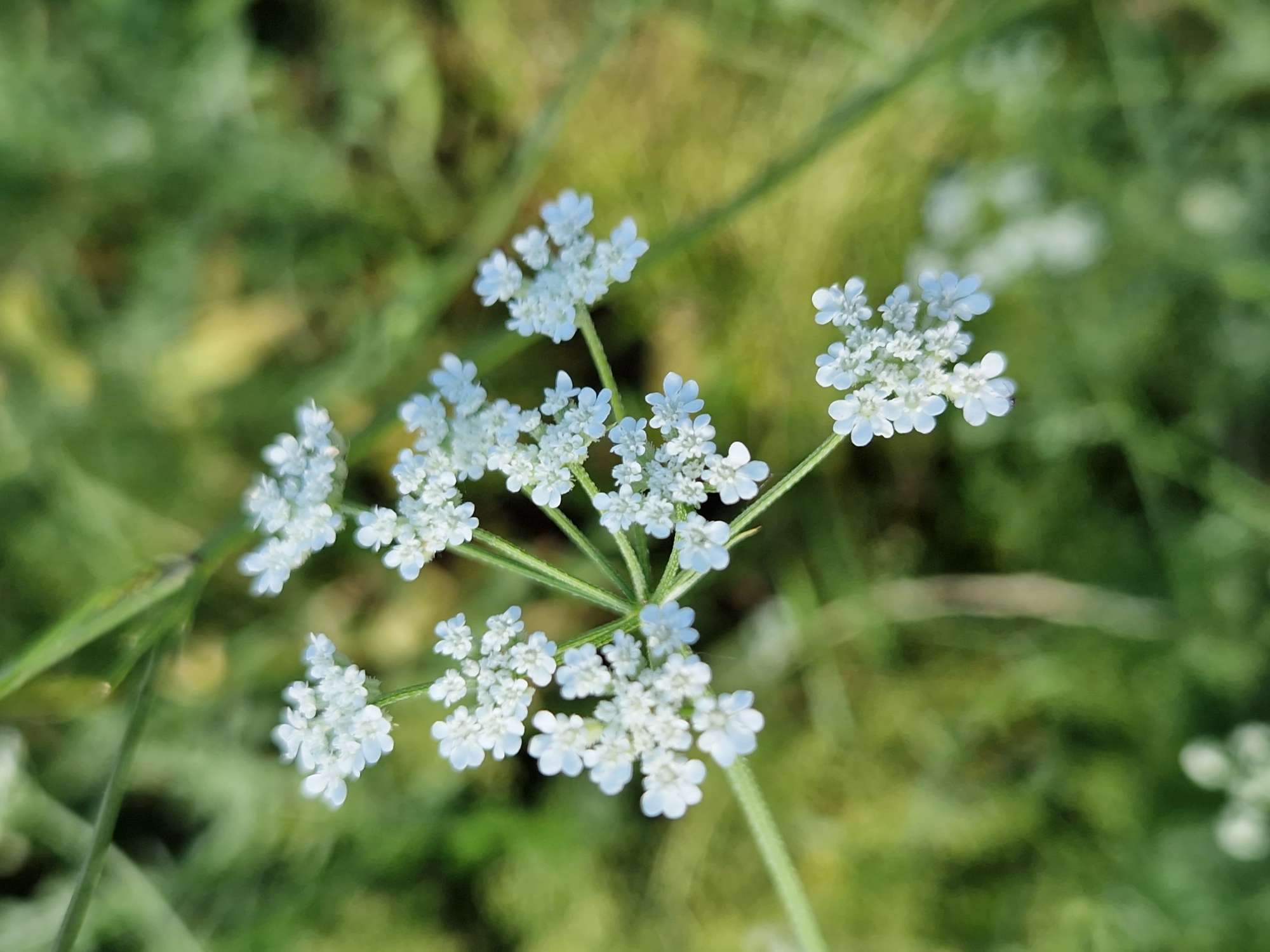 The image is a close-up, macro photograph of a cluster of small white flowers. The flowers are delicate and appear to be part of a larger plant with thin green stems and feathery leaves. The background is softly blurred with shades of green and yellow, suggesting a natural outdoor setting. There is no discernible location in Sofia, Bulgaria indicated in the image itself. The scene is tranquil and focuses solely on the botanical subject.
