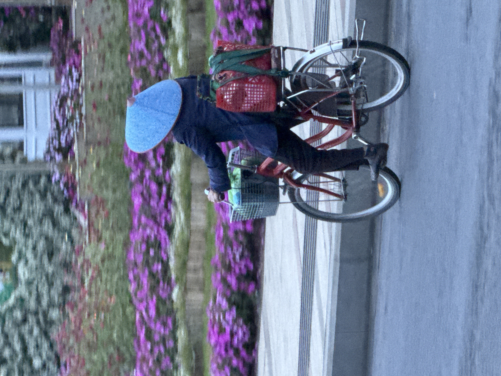 An elderly person wearing a blue jacket and dark pants is riding a red bicycle. They are holding a blue umbrella over their head. The bicycle has a basket on the front containing what appears to be a green cloth. On the rear rack, there are two red baskets, one of which is filled with items, and a green cloth is tied around them. The bicycle is on a paved road, with a sidewalk and a strip of purple flowers to the left. In the background, there are blurred trees and a building. The scene is likely in a park or a residential area in Lâm Viên - Đà Lạt, Vietnam, given the presence of flowers and the style of the bicycle which is common in Southeast Asia.