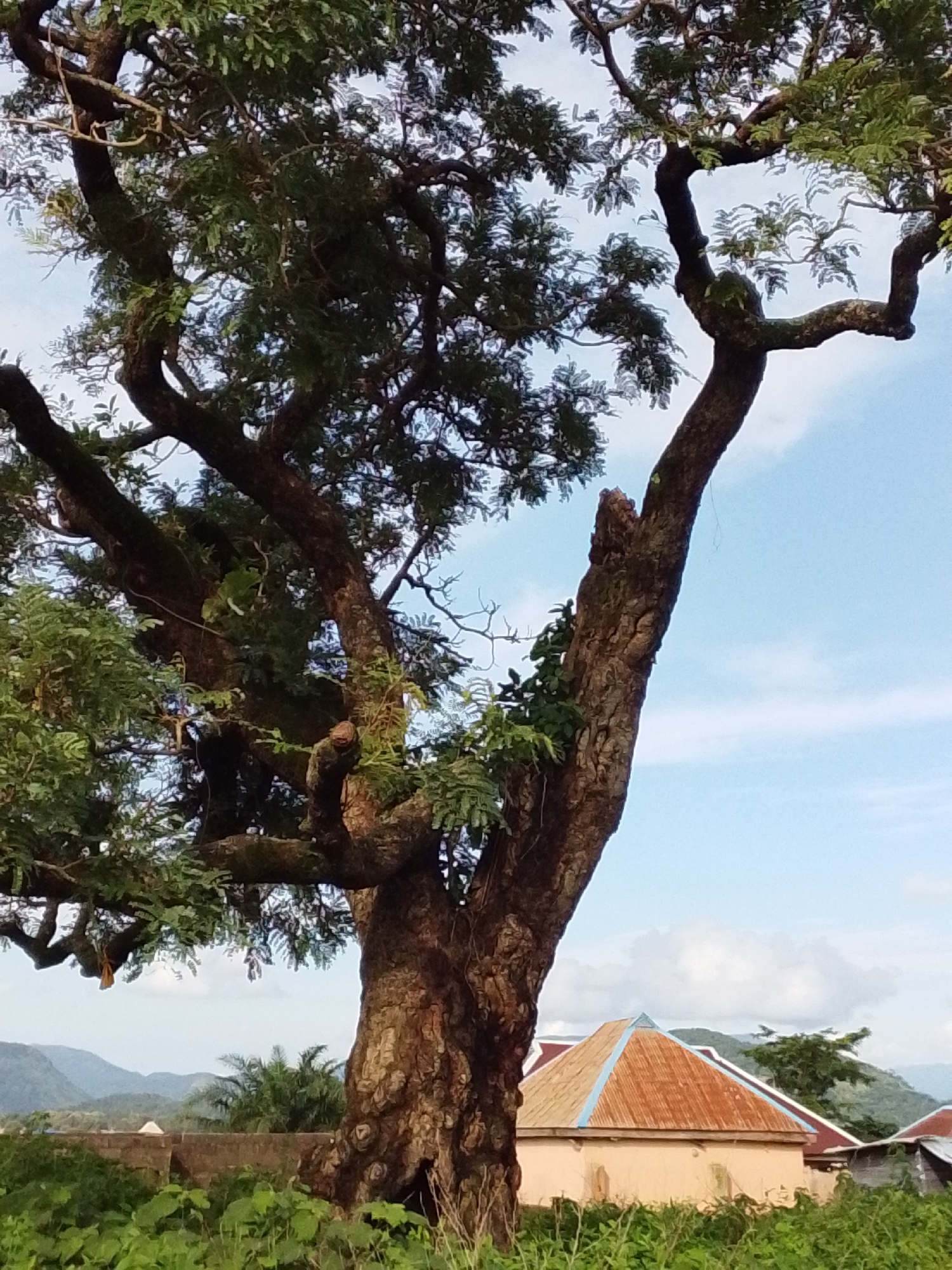 In Serti, Nigeria, a large, old tree with a thick, gnarled trunk dominates the foreground of the image. Its branches spread widely, covered in lush green foliage, reaching towards a bright blue sky dotted with a few white clouds. The tree's trunk is textured with deep crevices and knotty growths, indicating its age.
Behind the tree, a small, light-colored building with a reddish-brown corrugated metal roof is visible. The roof has a distinctive blue trim along its edges. Further in the background, rolling hills covered in green vegetation are discernible under the expansive sky. The scene is set against a backdrop of natural landscape and a human settlement, suggesting a rural or semi-rural environment. The vegetation in the foreground consists of dense green grass and other plants, adding to the natural setting.