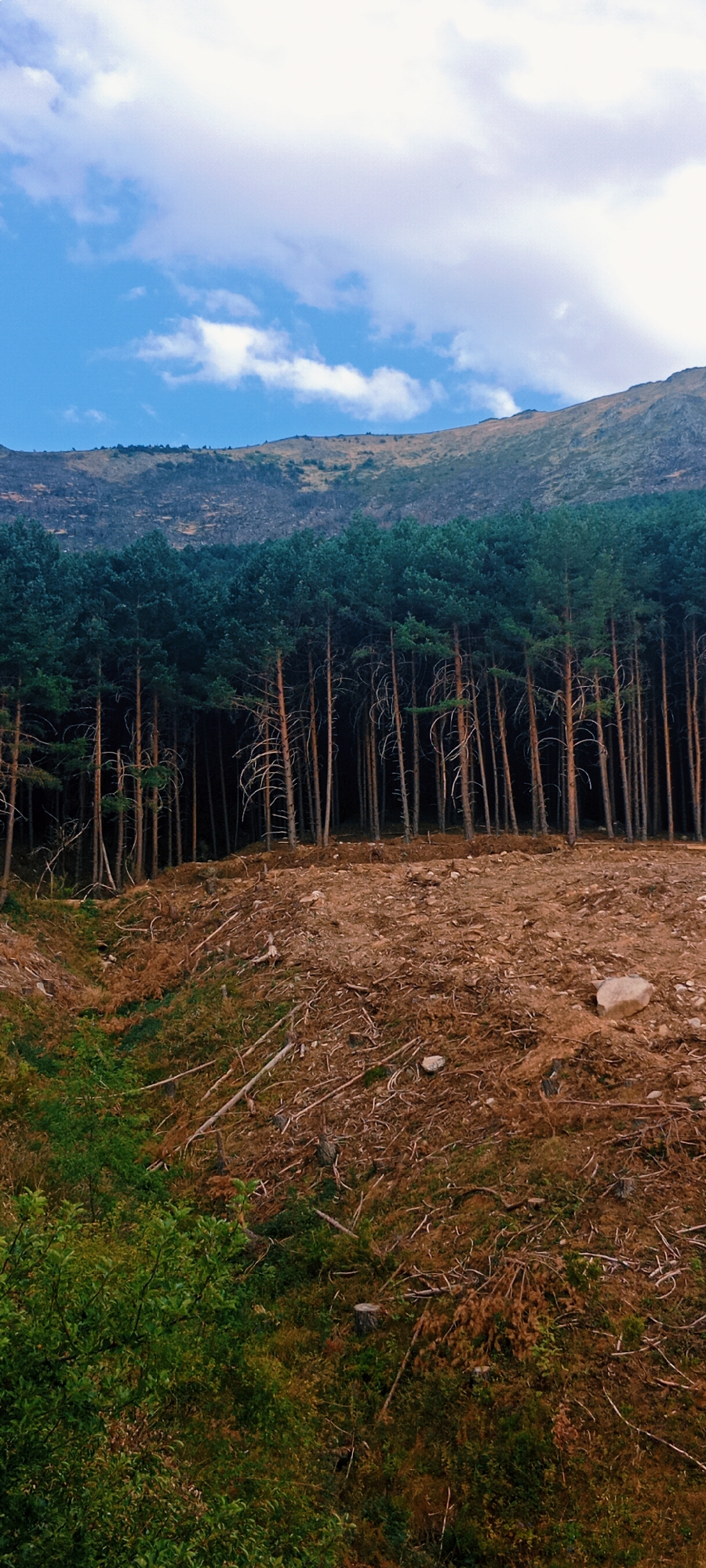 The image depicts a mountainous landscape with a clear sky and scattered clouds in the upper portion. A dense line of dark green coniferous trees forms a distinct horizontal band across the middle ground. In the foreground, the terrain is characterized by exposed, reddish-brown soil with numerous fallen branches and some patches of green vegetation. The background shows a barren, undulating mountainside with sparse vegetation and evidence of past disturbances. The scene appears to be located in a natural or semi-natural environment, possibly in a rural or mountainous area. There are no people or animals visible in the image.