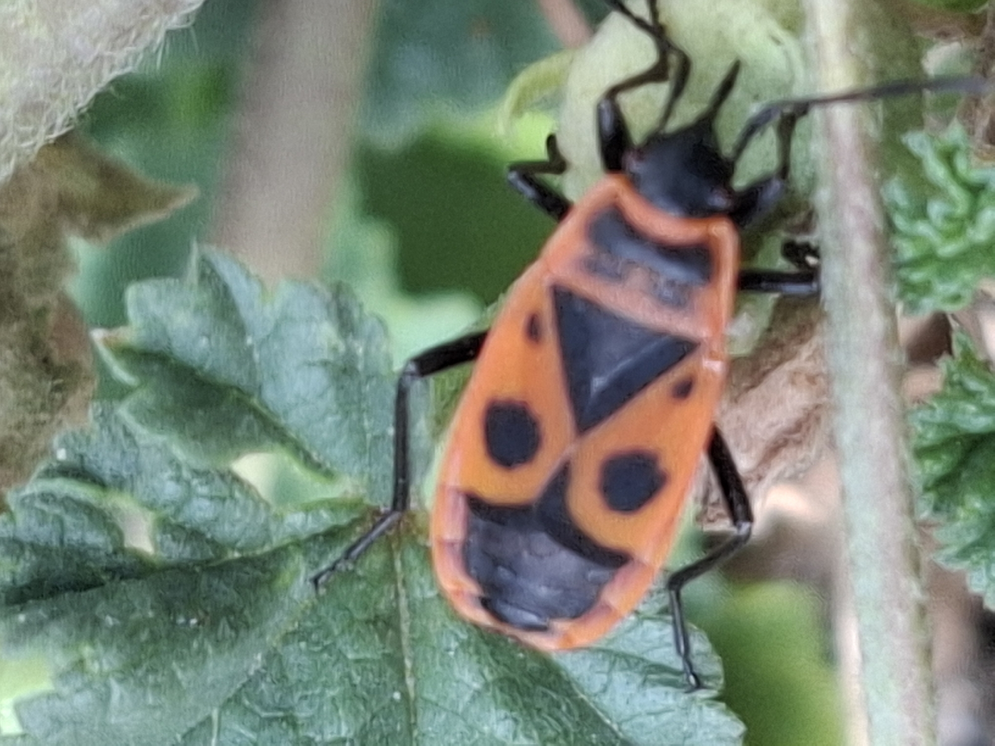 A close-up, slightly blurry, vertical shot shows a brightly colored insect with an orange and black patterned body on a green leaf. The insect is positioned in the center of the frame and is the main subject. Its body is segmented, with distinct black markings on an orange background. Several black legs are visible, gripping the leaf. The background consists of out-of-focus green foliage and some brown, fuzzy plant material at the top. The lighting appears to be natural, possibly sunlight filtering through leaves. The overall impression is a snapshot of an insect in its natural habitat. This image does not contain any information about the city of Almaty, Kazakhstan, or any urban or human elements.