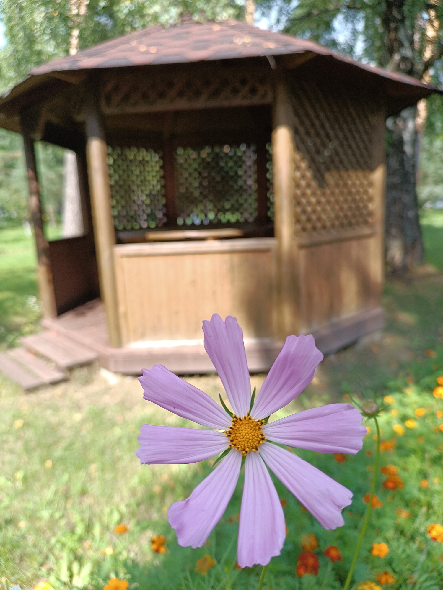 A close-up shot focuses on a single, delicate pink cosmos flower with a bright yellow center. The flower's petals are slightly wavy and have visible veins. Behind the flower, the background is softly blurred, revealing a wooden gazebo with a dark, textured roof and intricate latticework. The gazebo appears to be situated in a park or garden setting. Green grass and other small, orange flowers are also visible in the foreground and background, suggesting a natural or park environment. The lighting indicates it is daytime. The location is the Bykovo village in Russia.