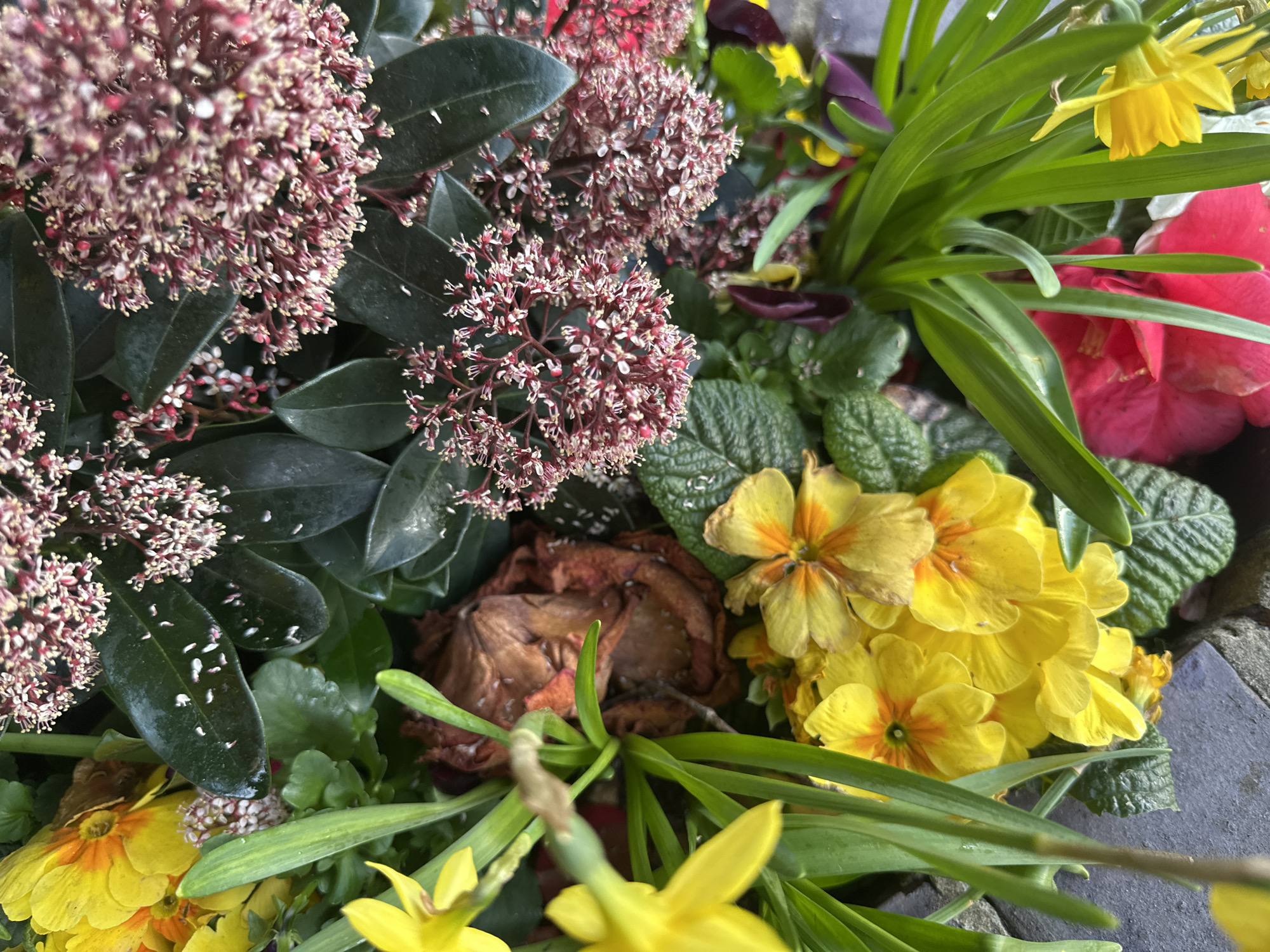 The image displays a dense, top-down view of a varied floral arrangement situated in London, United Kingdom. The scene is dominated by an assortment of blooming plants and foliage, with no human presence.
Prominent subjects include bright yellow daffodil-like flowers with long green leaves, particularly visible on the left and bottom right. Clusters of yellow primroses with orange centers are also clearly visible towards the bottom-center and upper-left. A large shrub with numerous small, dense reddish-pink flower clusters and dark green, glossy leaves occupies the upper-right portion of the frame; some of these leaves exhibit small white specks. Additional vibrant red-pink flowers are partially visible at the bottom-center, alongside some darker purple-maroon petals. A significant mass of dried, brown, and reddish-orange decaying plant material is situated in the upper-middle-left. Various other green leaves, differing in texture and shade, fill the remaining spaces. Hints of grey, possibly stone or paving, are visible along the lower and left edges, suggesting the plants are contained or bordering a hard surface.
