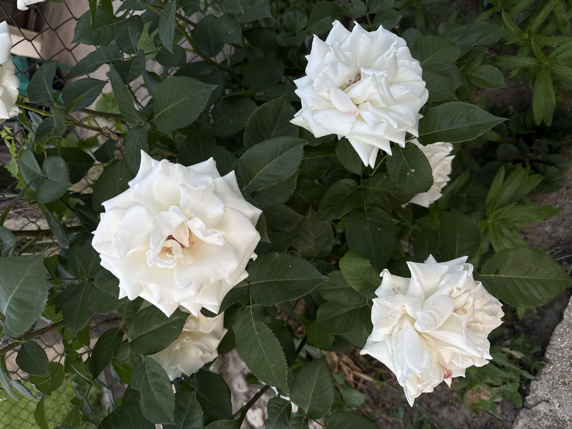 The image shows a cluster of white roses in full bloom. The roses are nestled among green leaves of the rose bush. The background is blurred, but hints of a fence and other greenery are visible. The location in the city of Bogdan, Bulgaria is not evident from the image.