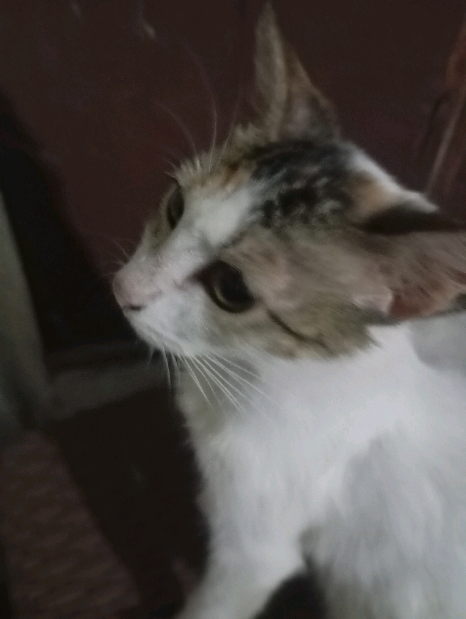 The image is a close-up, slightly blurry photograph of a domestic cat, likely indoors. The cat has white fur with patches of brown and gray on its head and back. Its eyes are dark and appear to be looking to the left. The background is a dark, indistinct color, possibly a wall or furniture. There are no discernible landmarks or features that would indicate a specific location within Balikpapan, Indonesia. The image provides no information about the time of day or the context of the cat's presence.