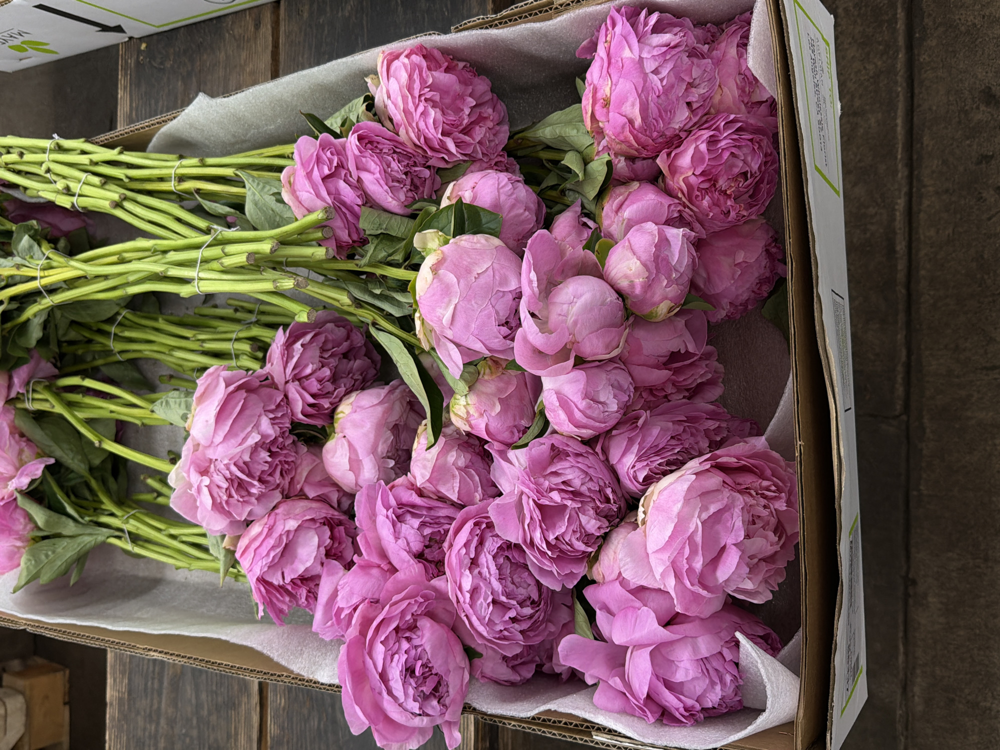 An overhead shot captures a large quantity of vibrant pink peonies neatly arranged inside a cardboard shipping box. The flowers are mostly in various stages of bloom, from tight buds to partially opened blossoms, displaying a rich, ruffled texture in shades of fuchsia and lavender.
On the left side of the box, the long, green stems of the peonies are visible, bundled together with white ties, suggesting they have been prepared for transport or storage. The flower heads are concentrated on the right side of the box, resting on a layer of white, soft protective paper or foam packaging material.
The cardboard box itself is partially open, revealing its inner flaps. A white and green label is visible on the upper left edge of the box. While most of the text on this label is illegible due to blurriness and perspective, a black arrow is clearly visible, and faint letters suggesting "MAN" or "MANUFACTURER" can be discerned near the arrow.
The entire box is placed on a dark, rustic wooden surface, possibly a table or floor, adding a contrasting backdrop to the delicate flowers. The image presents a still life of freshly received or prepared flowers, conveying a sense of organized readiness. No people or dynamic activity are present.
