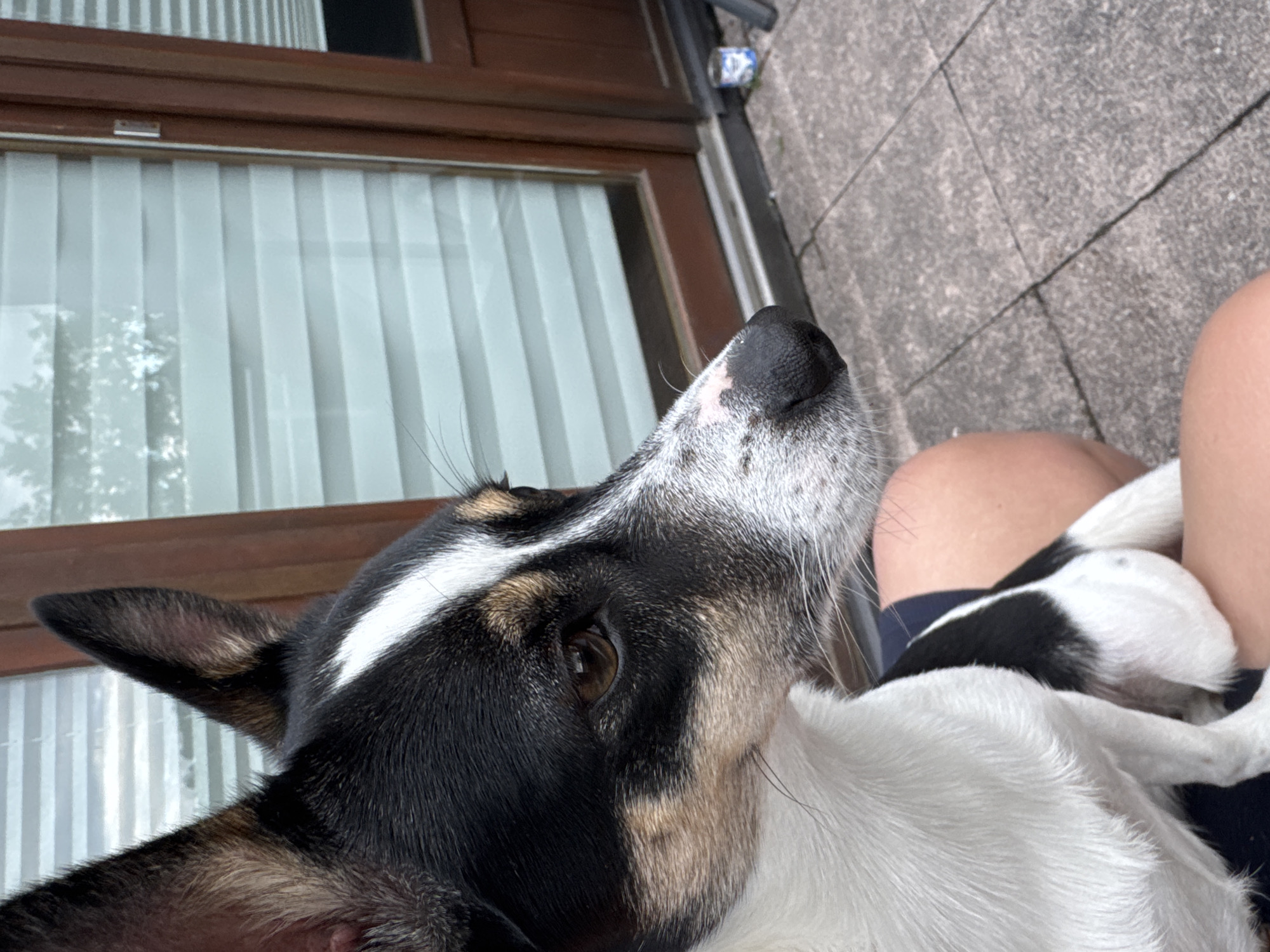 A close-up, profile view shows a black, white, and tan dog sitting on a person's lap outdoors. The dog's head is turned to the right, with its body facing left. Its fur is mostly white on the chest and legs, with black markings on the head and back. A white stripe runs down the center of its forehead. The dog's eyes are brown, and its nose is black with some pinkish spots. The person's legs, wearing dark blue shorts, are visible beneath the dog. The background consists of a patio with grey paving stones and a glass door with horizontal blinds. A wooden door frame is visible to the right of the glass door. A small blue and white can is on the ground near the door. The scene appears to be located in Schopfheim, Germany, based on the context provided.