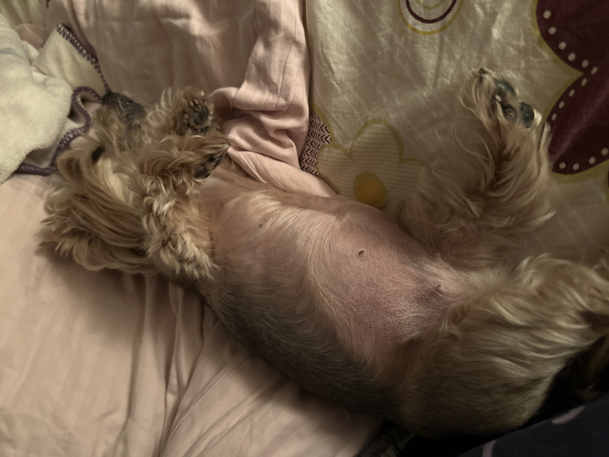 A small, light-brown and tan dog is lying on its back on a bed. The dog's belly is exposed, and its paws are turned upward. The bed has a light pink sheet and a patterned pillow with a large floral design in shades of maroon, yellow, and white. The scene is indoors, but the location in Sofia, Bulgaria, cannot be determined from the image.