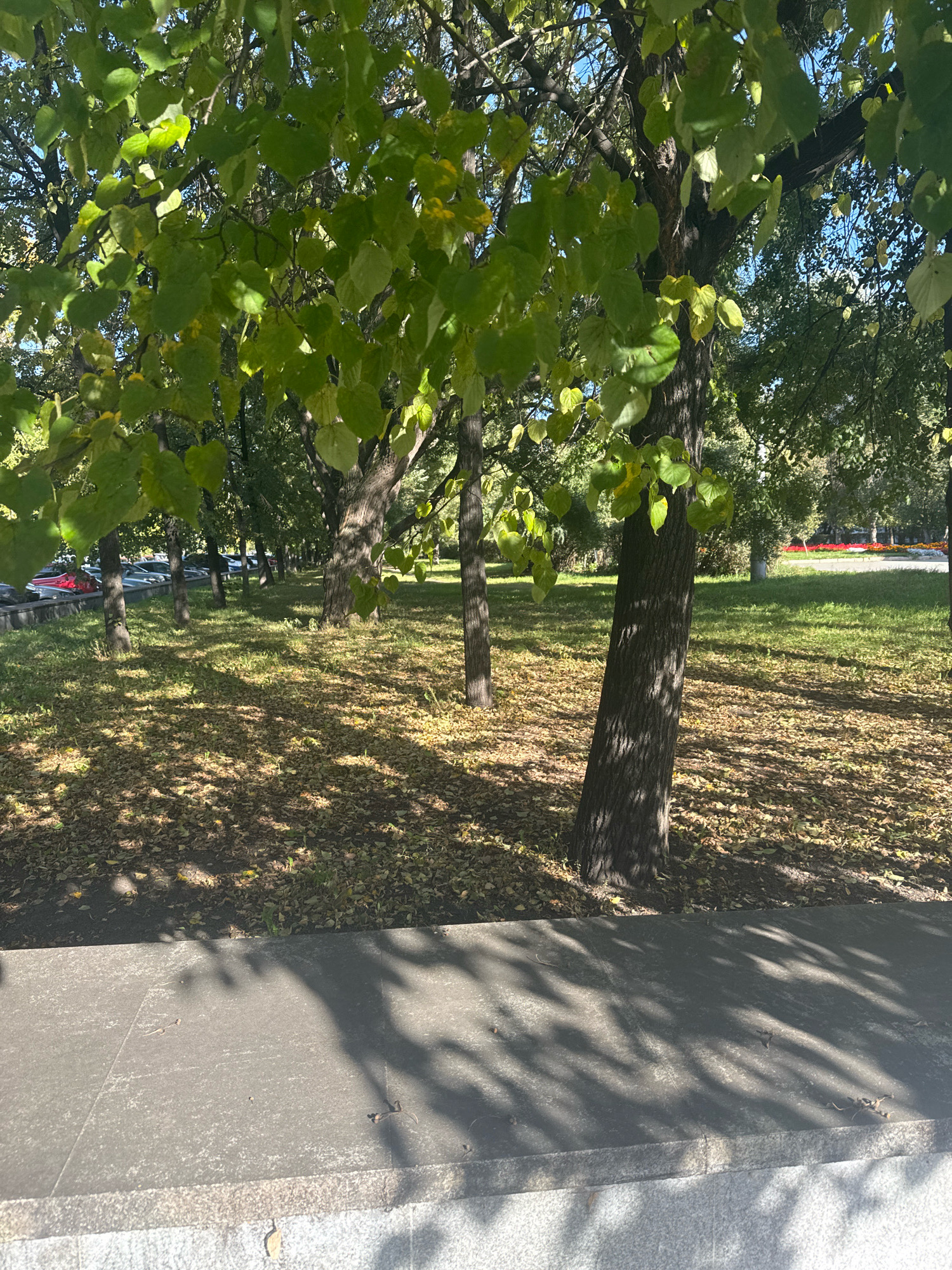 The image depicts a park scene in Chelyabinsk, Russia, on a sunny day, likely in the late morning or early afternoon, given the strong shadows cast by the trees. The foreground features a gray stone ledge or pathway, with dappled sunlight and shadows from tree leaves creating a textured surface. Beyond the ledge, a grassy area is covered with fallen leaves, indicating it's autumn. Several trees with green and yellowing leaves are scattered throughout the park, with their trunks visible. In the background, a line of parked cars is visible beyond a low wall, suggesting the park is adjacent to a road or parking lot. The overall atmosphere is peaceful and autumnal, with the sunlight filtering through the leaves creating a sense of warmth and calm. There is no visible text in the image.