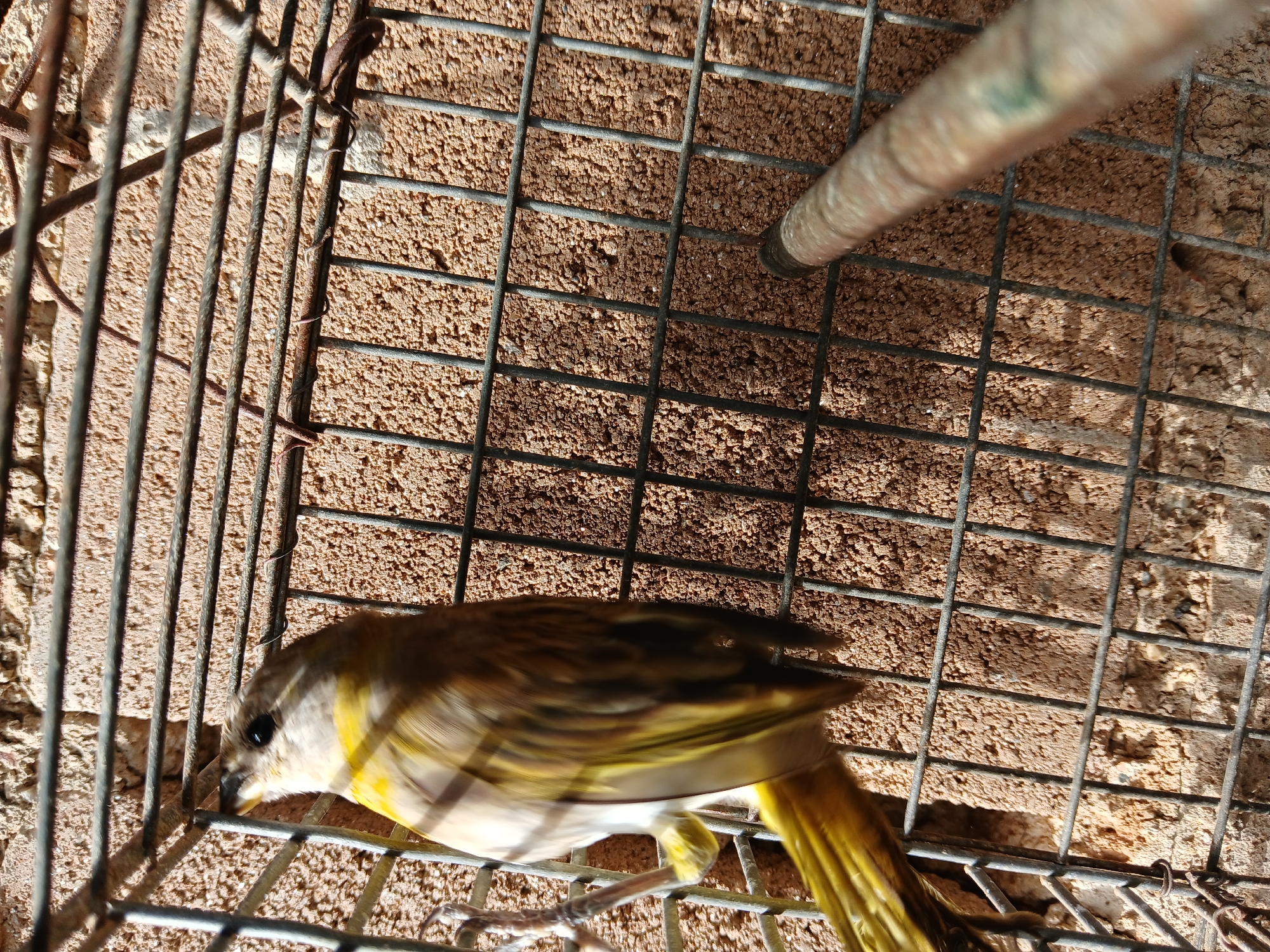 A small, yellow and brown bird is inside a wire cage. The cage is set against a rough, tan-colored wall or backdrop. The photo appears to have been taken in Juan Griego, Venezuela.