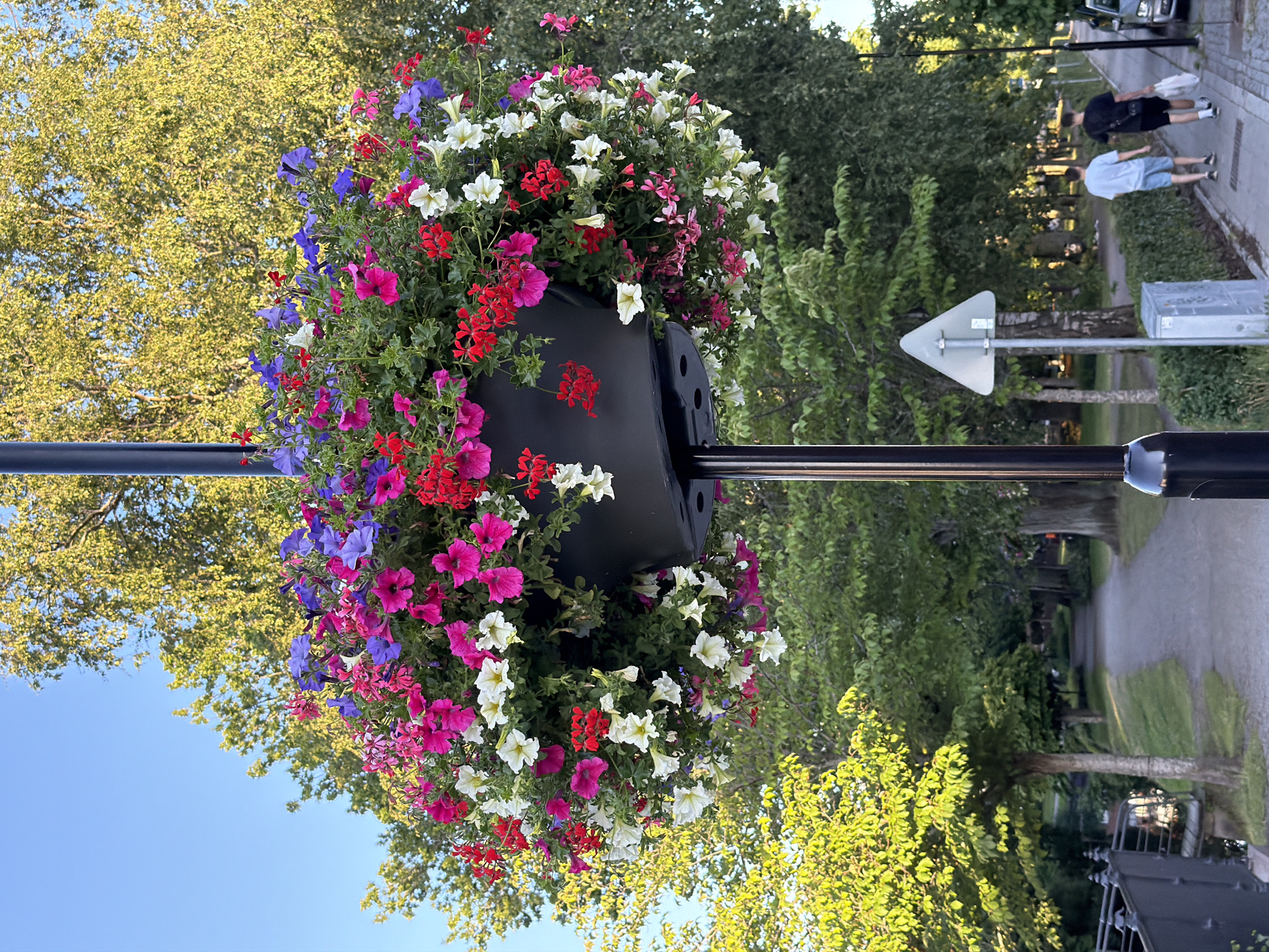 In Eksjö, Sweden, a hanging basket filled with a vibrant assortment of pink, white, red, and purple flowers is prominently displayed on a lamppost. The basket is positioned above a paved walkway, with lush green trees forming a backdrop under a clear blue sky. Further down the path, two young men are walking away from the camera. One is wearing a light blue t-shirt and shorts, while the other is in a black t-shirt and shorts, carrying a white plastic bag. A triangular road sign is visible on the right side of the path, and a metal fence borders the left side, suggesting proximity to a body of water or canal. The scene captures a peaceful, everyday moment in a well-maintained urban environment.