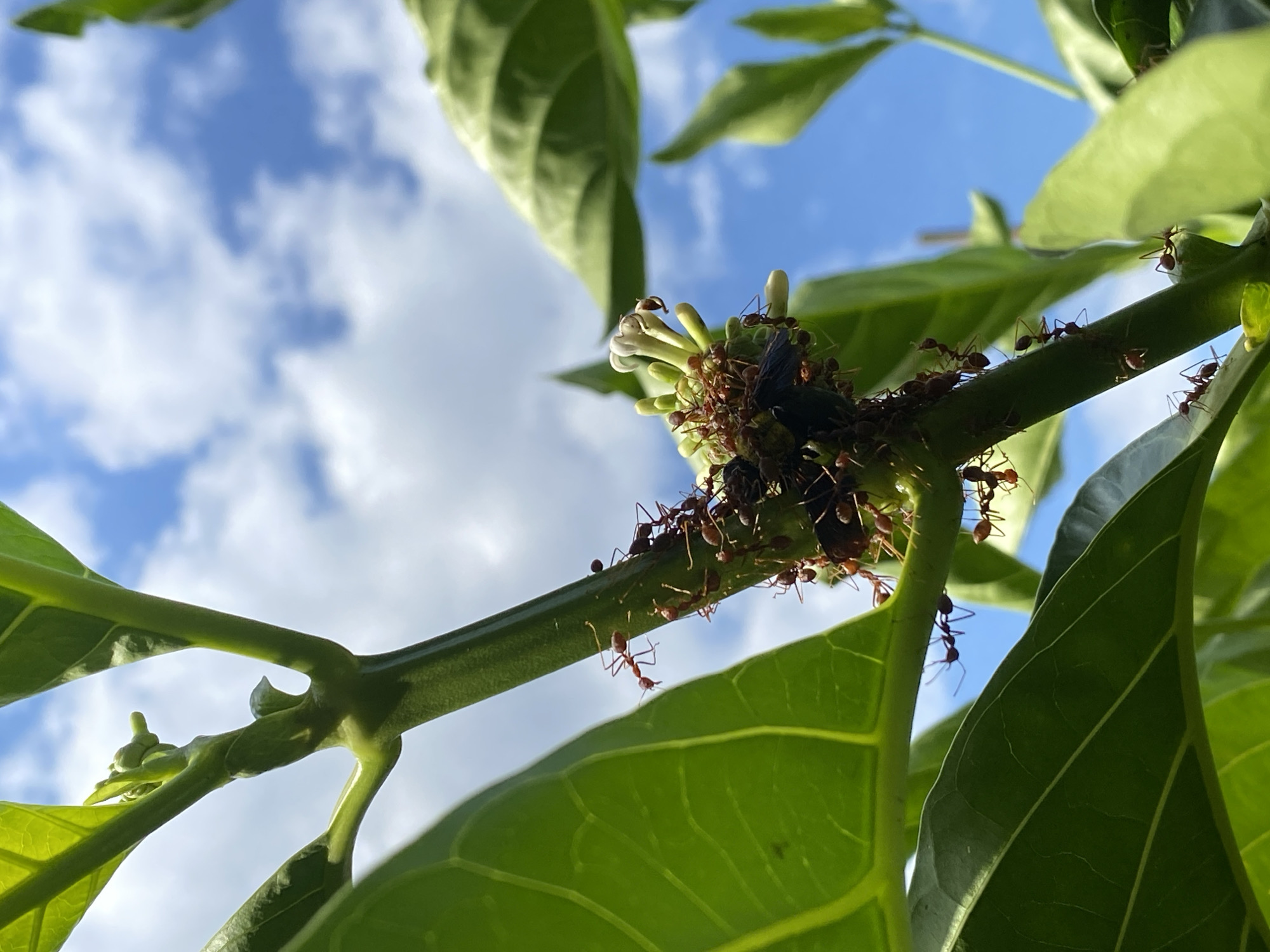 A swarm of red ants is gathered around a cluster of small white flowers on a green plant stem. The ants are actively moving on the flowers and stem, with some appearing to be carrying or interacting with a dark object at the center of the cluster. Large green leaves are visible in the foreground and background, and a bright blue sky with scattered white clouds is seen above. The scene is captured from a low angle, looking up at the plant. This image was taken in Banjarbaru, Indonesia.