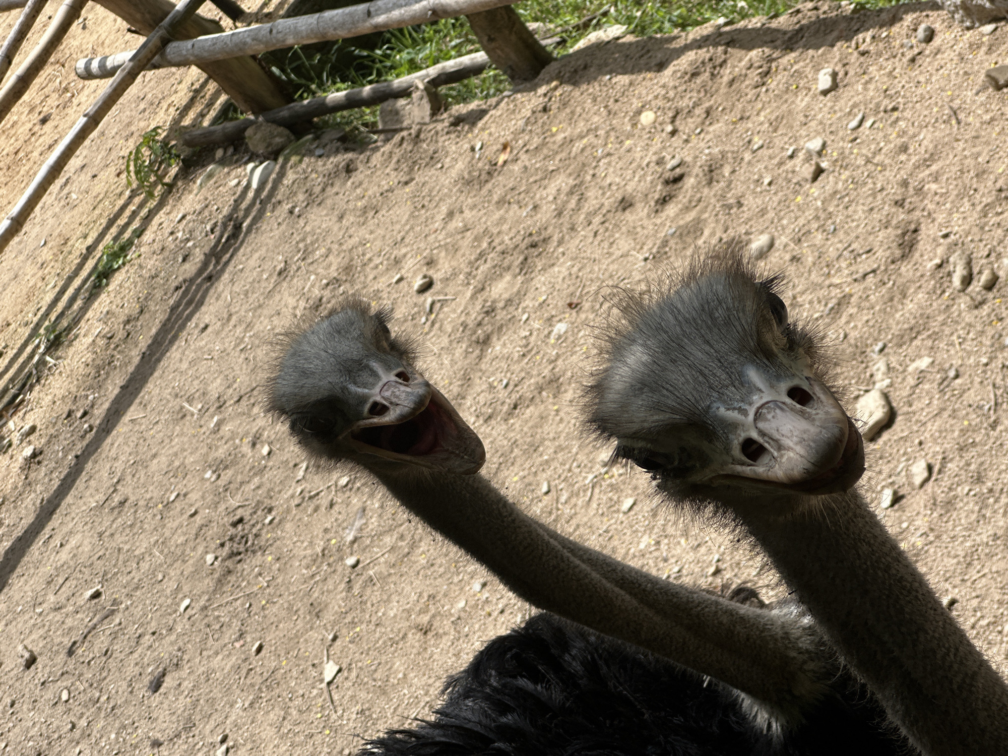 The image shows two ostriches in an outdoor enclosure. The ground is composed of dirt and small pebbles. In the background, there is a wooden fence structure and some greenery. The ostriches are close to the camera, and their heads and necks are prominently featured. One ostrich on the upper right has its mouth open, revealing its pink tongue. The other ostrich is below and slightly to the left, with its head facing downwards. The lighting suggests it is daytime, with shadows cast on the ground. There is no information to suggest the location is in the city of Khánh Vĩnh, Vietnam.