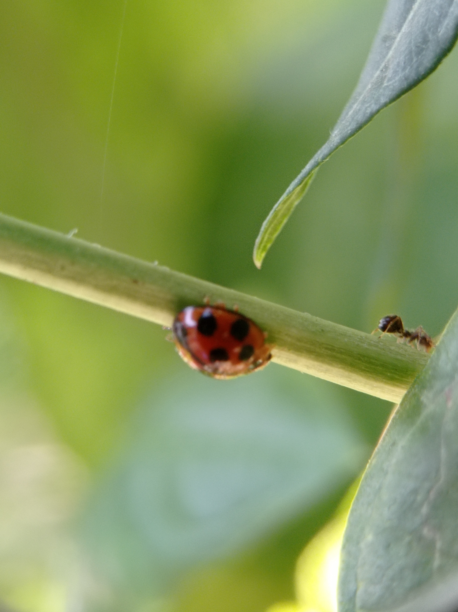 A macro photograph captures a ladybug and an ant on a thin green stem. The ladybug, with its characteristic red shell and black spots, is positioned on the left side of the stem, slightly out of focus. To the right, an ant, small and dark, is also on the stem, in sharper focus. The background is a soft, blurred wash of greens, suggesting foliage. A thin, almost invisible strand, possibly a spiderweb, is visible near the top left. The scene appears to be outdoors, in a natural setting. The image does not contain any discernible elements that would place it specifically within Mulyoagung, Indonesia; it depicts a common natural interaction.