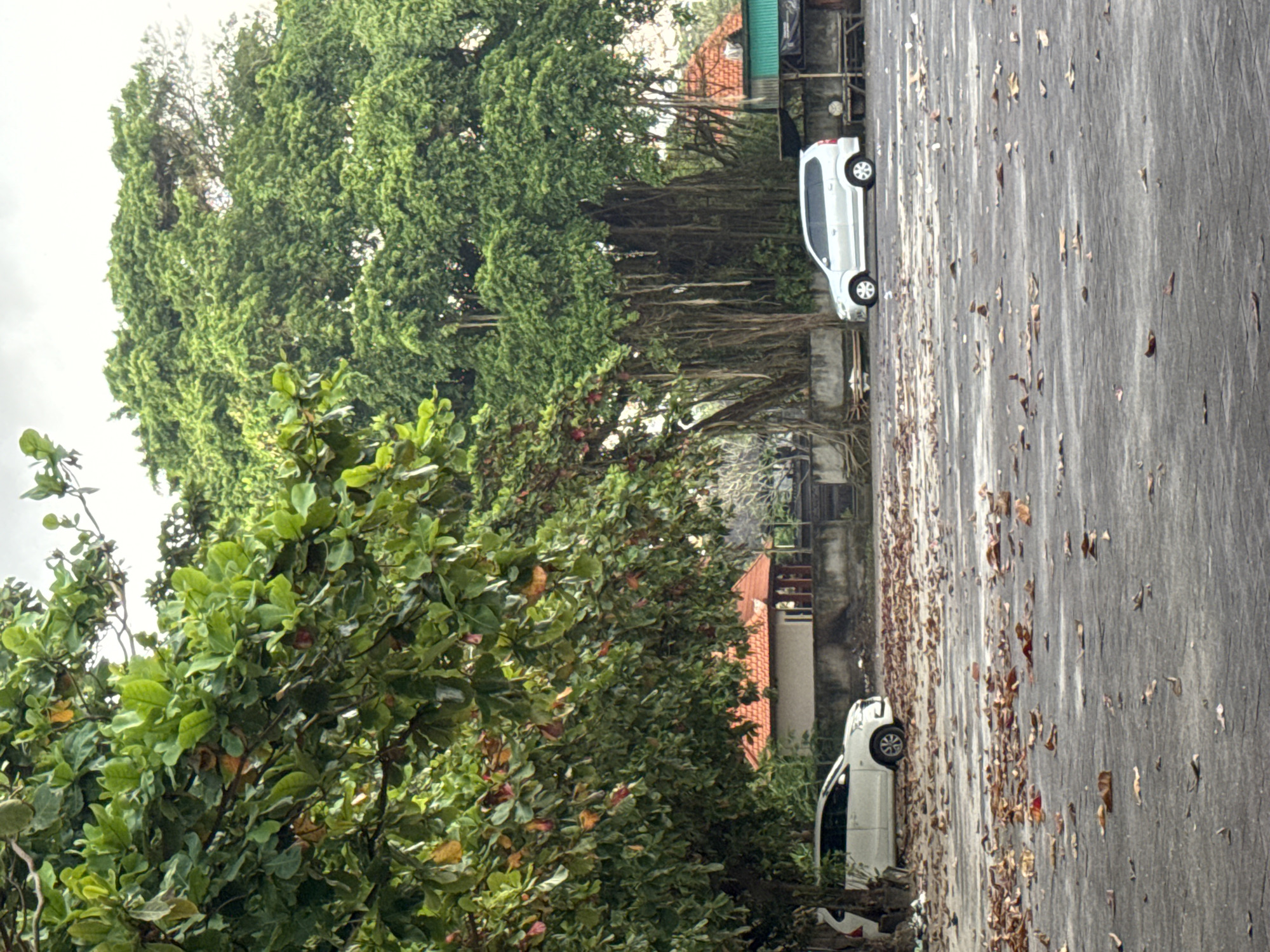 This image depicts a street scene in Kuta, Indonesia, characterized by abundant tropical foliage. The central focus is a dense line of large green trees, some exhibiting extensive aerial roots, bordering an asphalt road or path. In the foreground, another type of tree with broad, green leaves, some showing hints of red or brown, partially obscures the view.
The asphalt surface of the road is notably covered with numerous scattered dried leaves. Two white vehicles, resembling compact SUVs or vans, are parked alongside this road. One is visible further down the path, while the other is closer and partially hidden by the foreground greenery. In the background, behind the thick tree line, parts of buildings with reddish-brown tiled roofs and grey walls can be seen.
The scene takes place during the daytime, likely under an overcast sky, given the soft, diffused light and lack of strong shadows. There are no people visible, and no specific activity is occurring, presenting a quiet and static environment. No discernible text is present in the image.