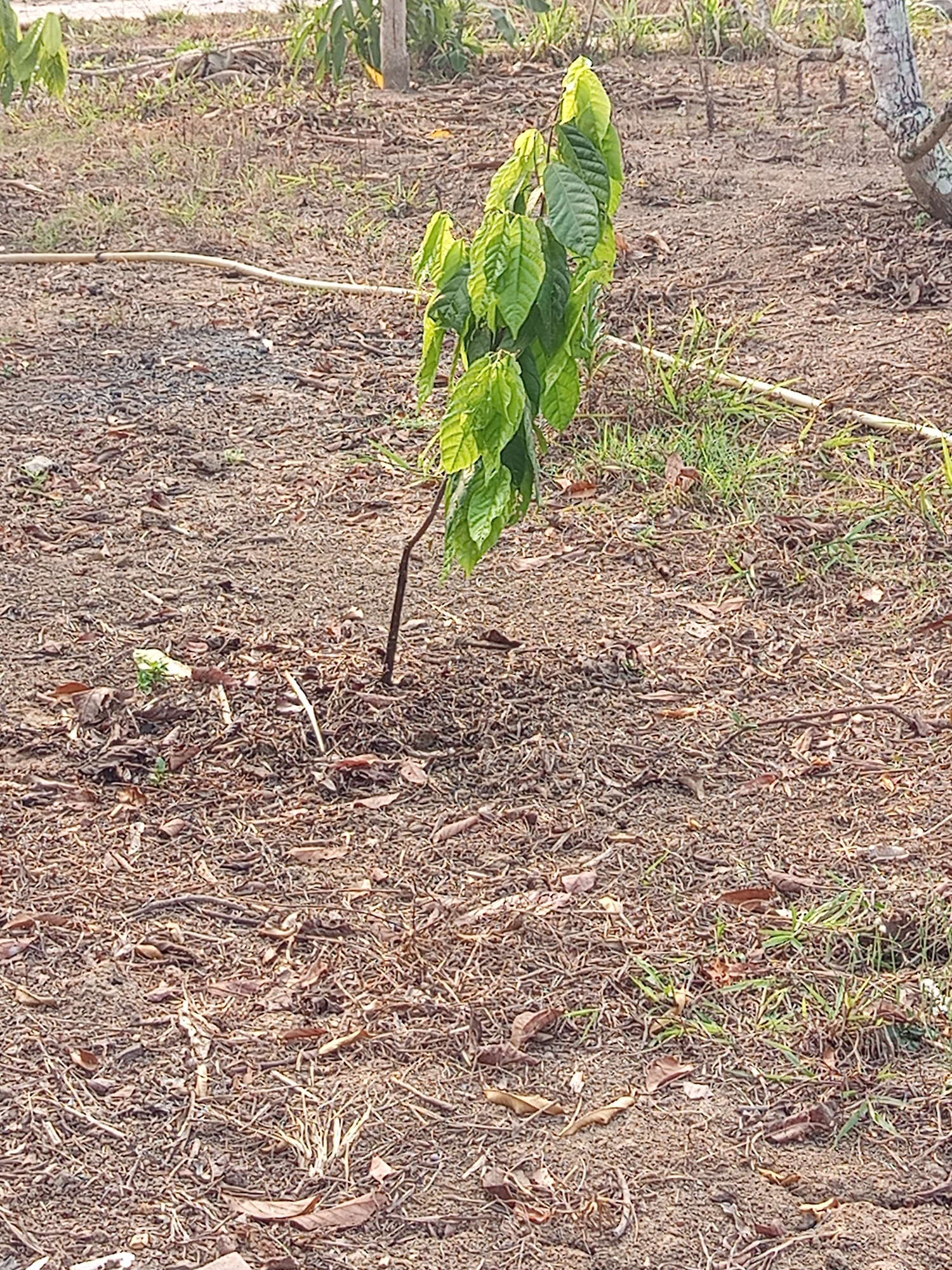 The image depicts a young cacao tree with vibrant green leaves, standing in dry, sandy soil. The ground is covered with scattered dry leaves and twigs, indicating a dry season. A thin, pale yellow irrigation hose runs horizontally across the middle ground of the image. In the background, the trunks of larger trees are visible, along with some dry vegetation. The lighting suggests it is daytime, possibly late afternoon due to the warm tones. The location is the agricultural area of Pulung Kencana, Indonesia, which is known for its cacao plantations. There are no people or animals visible in the scene.