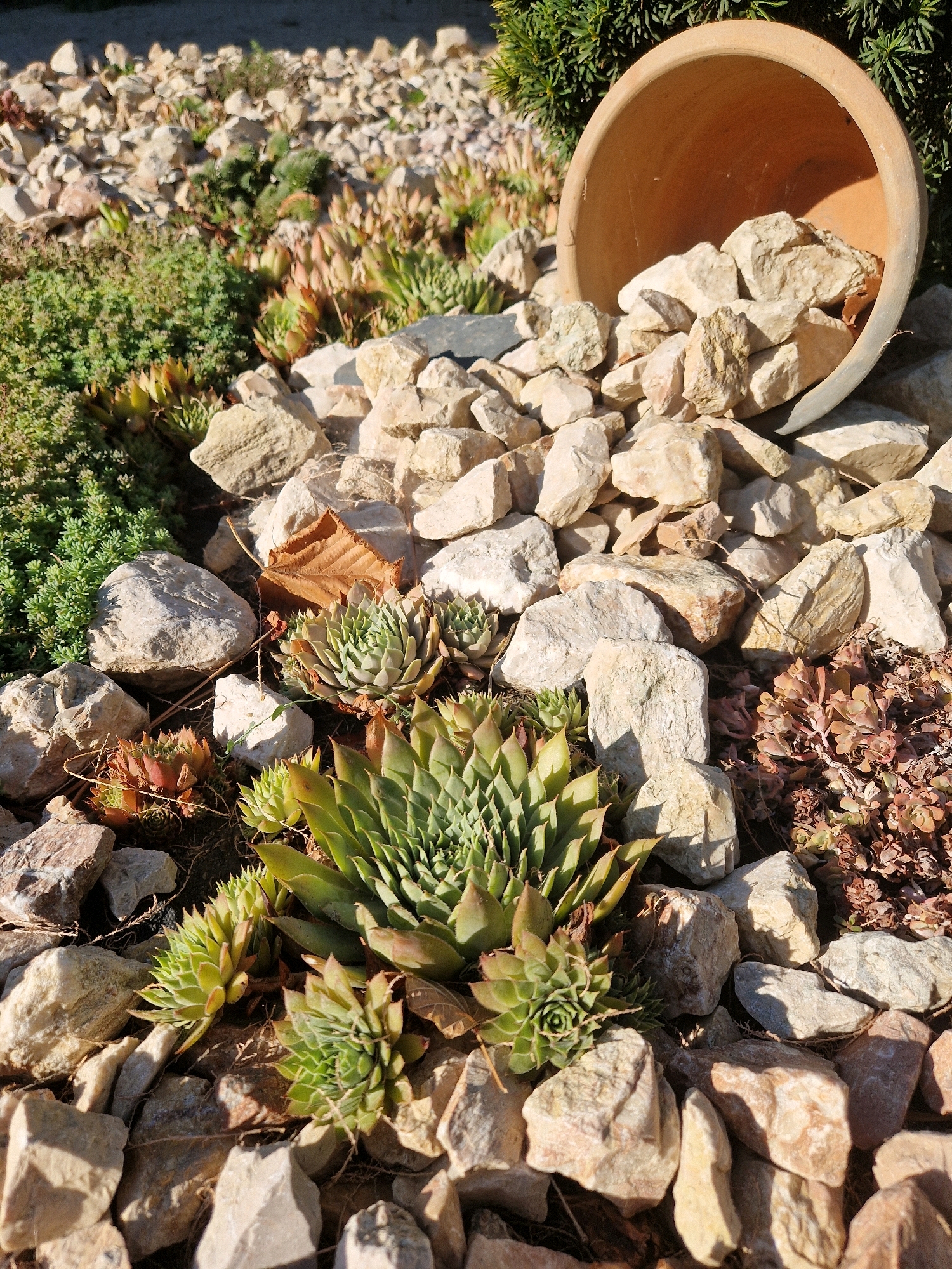 The image depicts a close-up, overhead view of a rock garden with several succulent plants. A large, overturned terra cotta pot is positioned towards the upper right of the frame, spilling light-colored rocks onto the ground. The rocks are varied in size and shape, with some appearing to be limestone or granite. The succulent plants, characterized by their rosette-shaped leaves, are interspersed among the rocks. One prominent succulent in the center of the image exhibits vibrant green leaves. Other smaller succulents in shades of green and reddish-brown are also visible. A single dry, brown leaf rests on some of the rocks. The background is softly blurred, showing more rocks and greenery. The lighting suggests it is daytime, with sunlight casting shadows. This scene is located in Mykolaiv, Ukraine. There are no people or animals present in the image, and no actions or interactions are depicted.