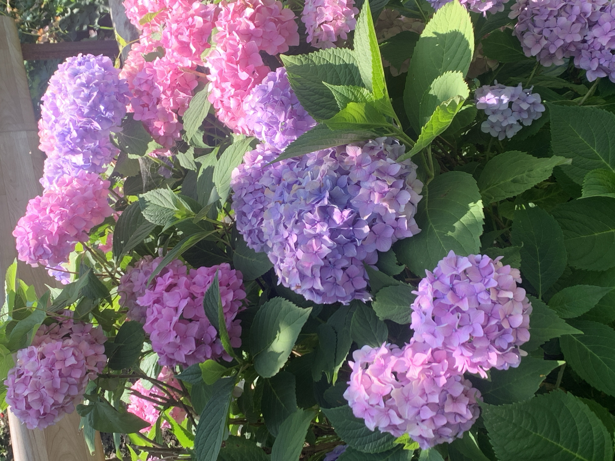 A close-up, eye-level shot showcases a dense cluster of hydrangeas in shades of pink and lavender. The flowers are in full bloom, with many individual florets forming large, rounded flower heads. Lush green leaves surround the blossoms, some catching the sunlight and casting subtle shadows. In the background, a wooden fence provides a rustic backdrop, suggesting an outdoor setting. The scene appears to be a garden or park area, possibly in Kolomyia, Ukraine, known for its floral displays. No people or animals are visible in the image.
