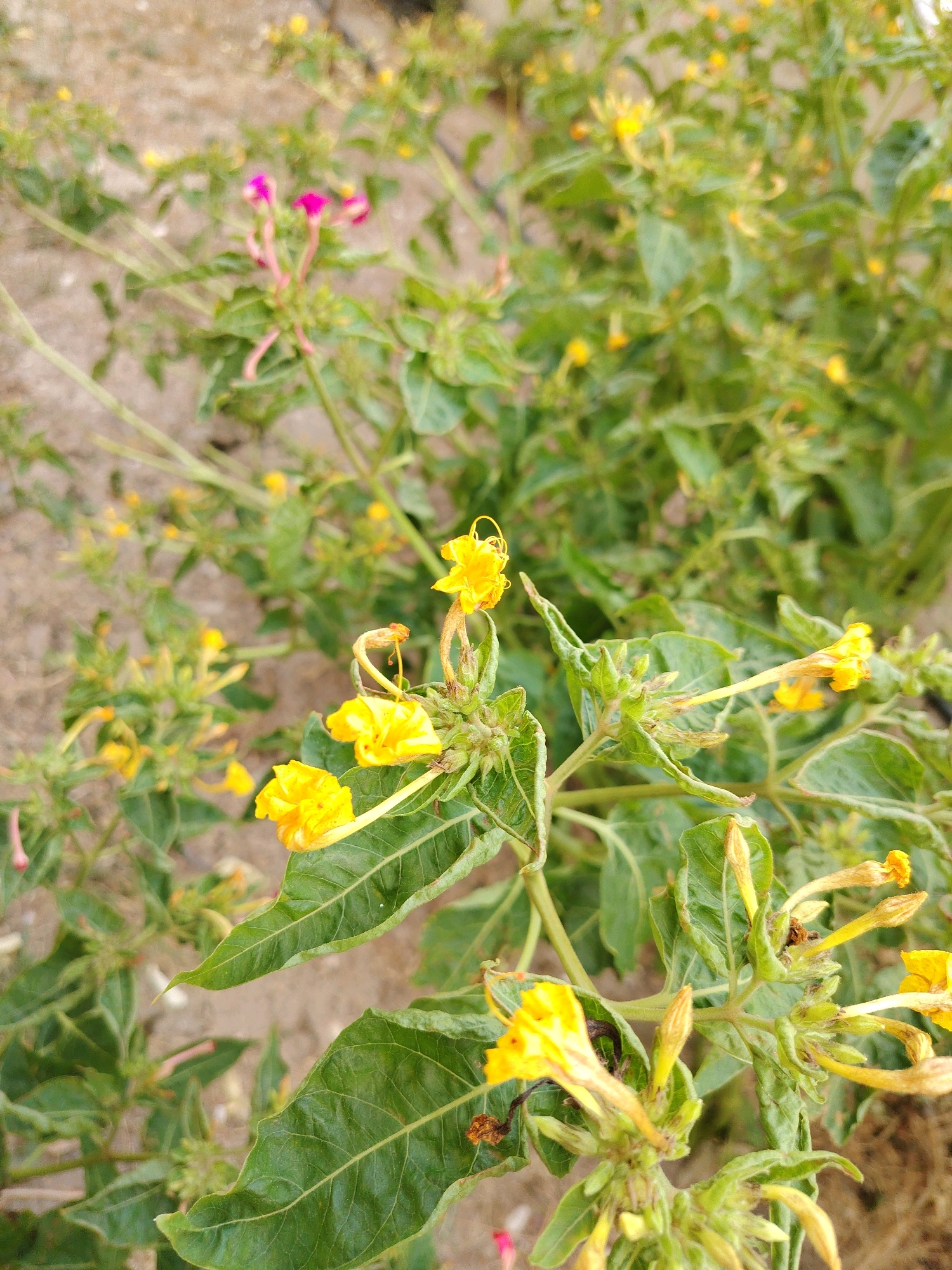 A close-up, eye-level shot shows a cluster of yellow and pink flowers with green leaves, blurred in the background, in Konyaaltı, Turkey. The yellow flowers are trumpet-shaped with long, slender petals, and some are partially open. The pink flowers are smaller and appear to be in bud or early bloom. The leaves are broad and veined, some showing signs of wilting. The ground is a textured, sandy brown color, out of focus. The overall lighting is natural, suggesting an outdoor environment.