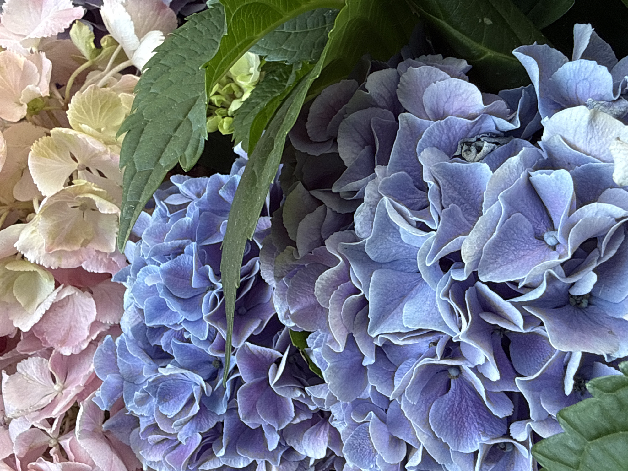 The image is a close-up, eye-level, outdoor photograph of a cluster of hydrangeas in various shades of blue, purple, and pink. The flowers are in full bloom, with many delicate petals layered over each other. Some of the blue and purple hydrangeas fill the foreground, while the pink and pale yellow ones are visible in the background. Several green hydrangea leaves are also present, adding a contrasting color and texture to the scene. The lighting appears to be natural daylight, casting soft shadows and highlighting the intricate details of the flowers. The image does not contain any people or actions. It is not possible to determine the specific location within the city of Bad Sachsa, Germany from the visual information provided.