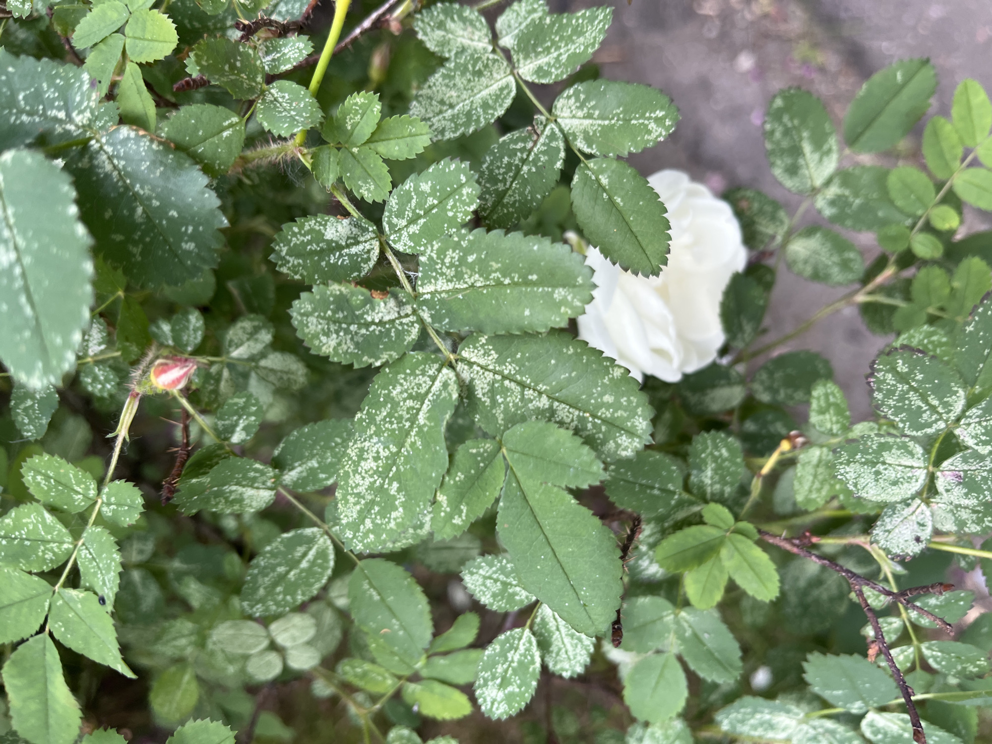 The image provides a close-up view of a rose bush, primarily focusing on its green foliage. Many of the rose leaves are a vibrant green, but they are notably covered with small, irregular white or very light green speckles, particularly on the upper surface. Some leaves, especially those in the foreground and deeper background, appear to be a uniform green without these markings. The leaves have serrated edges and are arranged in typical rose leaf clusters.
In the upper right quadrant, a soft, out-of-focus white rose flower is partially visible, nestled among the leaves. Towards the lower left, a small, reddish-pink rose bud is emerging, showing delicate hairy structures at its base. Various stems of the rose bush are visible throughout the frame; some are green, while others are a darker, brownish hue and bear small thorns.
The background is softly blurred, displaying muted tones of grey and brown, which could suggest soil, mulch, or a paved area. The lighting appears diffused and even, indicating daytime, possibly under an overcast sky or in a shaded area. No human subjects or discernible activities other than plant growth are present. There is no visible text in the image. The prominent speckling on the leaves is a key visual detail.