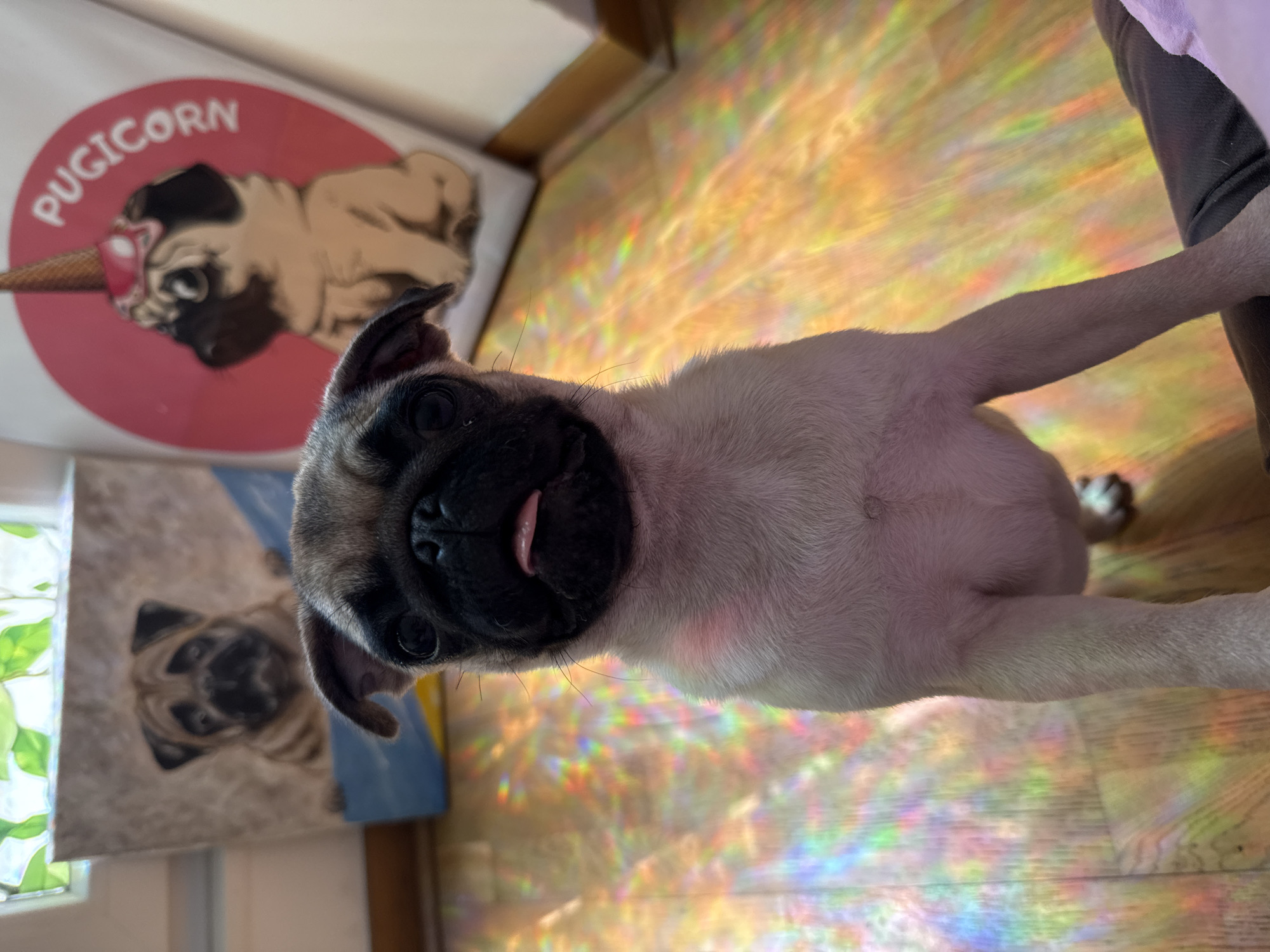 A close-up, high-angle shot depicts a fawn pug lying on its back on a wooden floor illuminated by multicolored light, possibly from a prism or window film. The pug's head is centered in the frame, tongue slightly protruding. To the left, out of focus, are two pug-themed artworks: a round sign reading "PUGICORN" with a pug wearing an ice cream cone horn, and a canvas painting of a pug. Part of a person's leg is visible at the top right edge of the frame, indicating they may be holding the pug. The location is not specified.