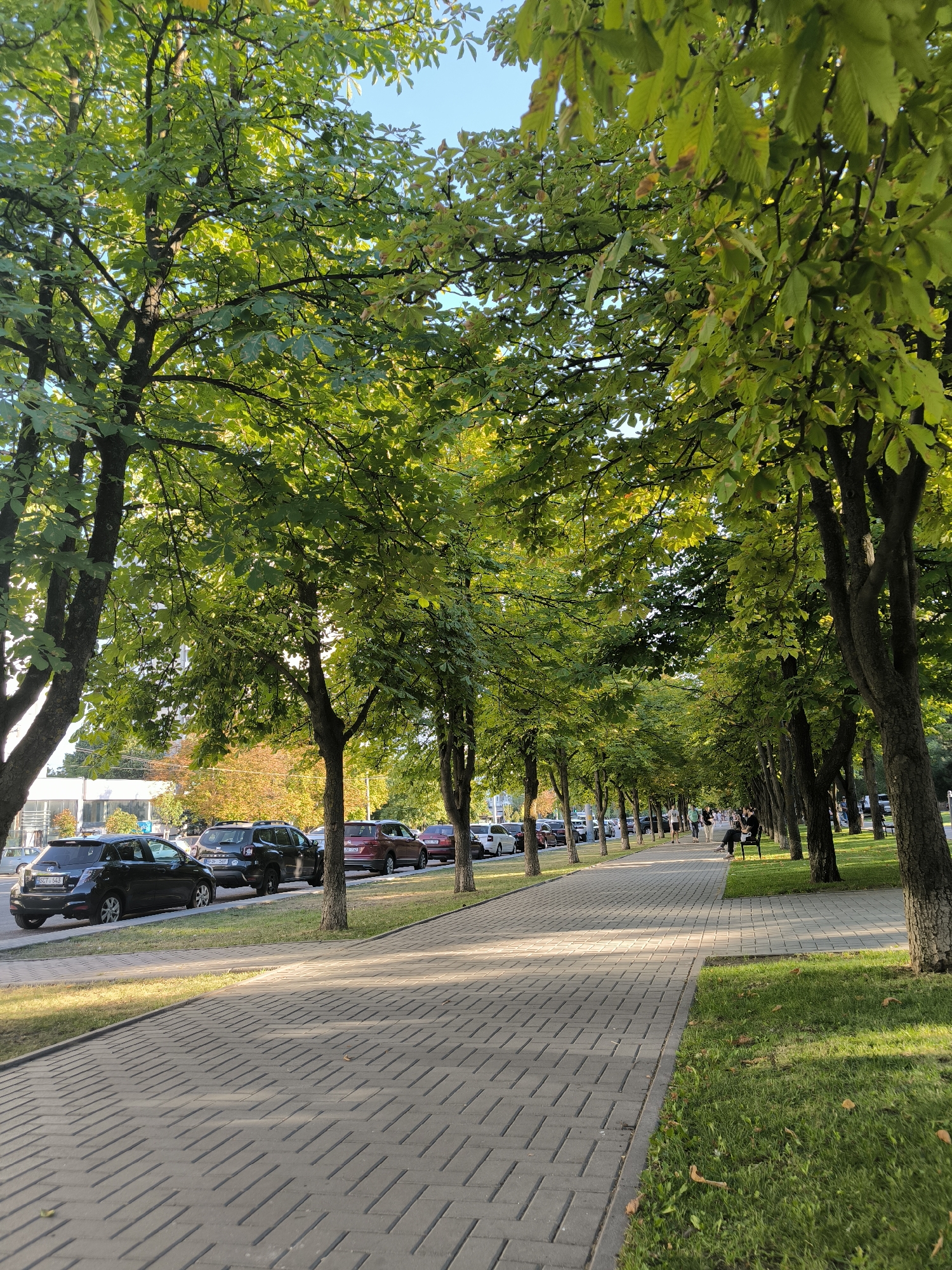 The image depicts a tree-lined pedestrian walkway in Chișinău, Moldova, likely in a park or along a boulevard. On the left side of the walkway, cars are parked along a street. The walkway itself is paved with light-colored rectangular bricks laid in a herringbone pattern, with sunlight casting shadows from the trees. Lush green grass borders the walkway on the right. Several trees with dense green foliage line both sides of the path, creating a shaded canopy. In the distance, a few people are visible walking and sitting on a bench. The overall atmosphere is one of a pleasant, urban outdoor space.