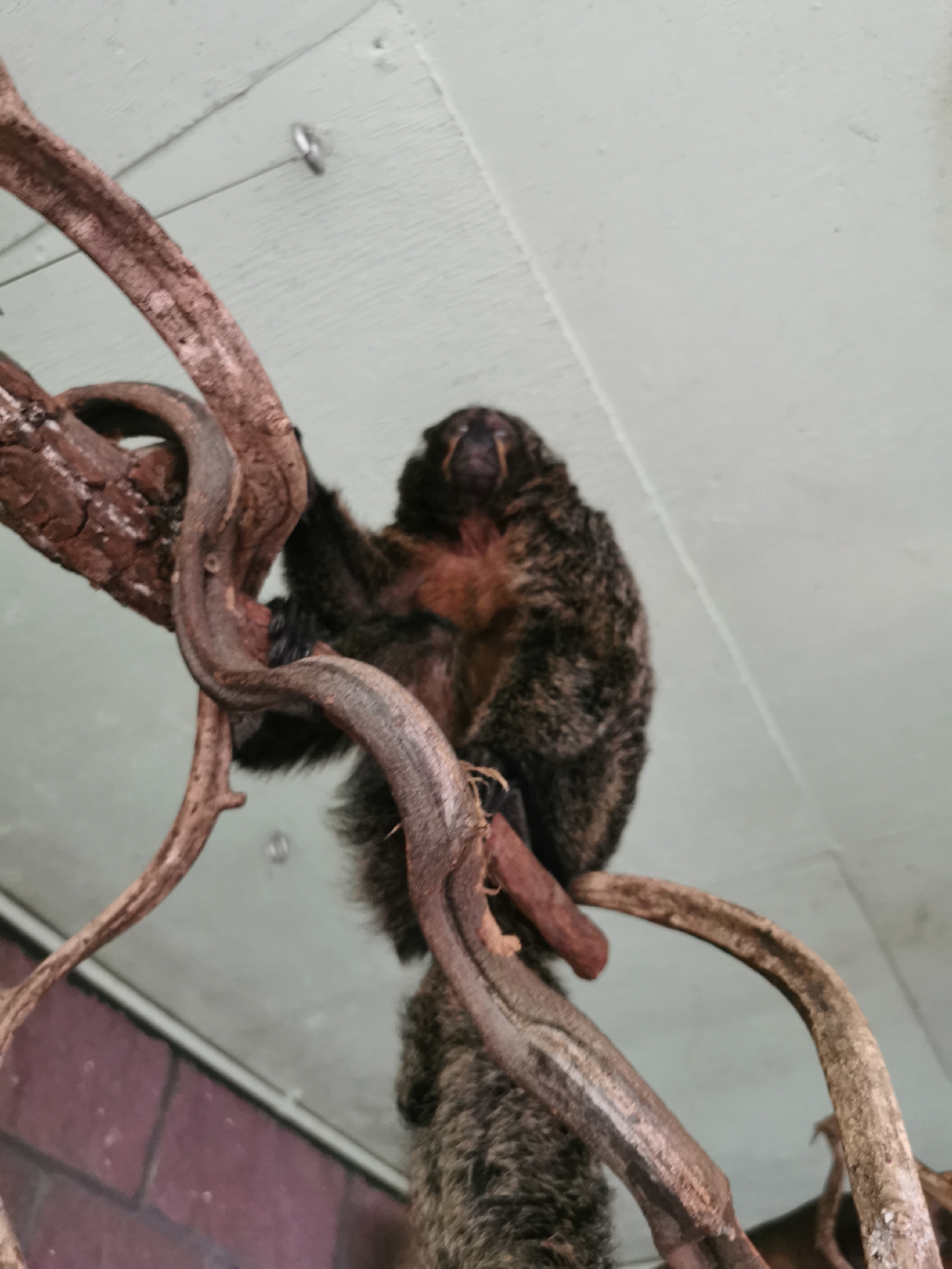 A monkey perches on a branch within an indoor enclosure. The animal is covered in dark fur, save for a patch of reddish-brown fur on its chest. The background shows a light-colored wall with a brick wall section along the lower edge. The location is the city of Unknown, Unknown.