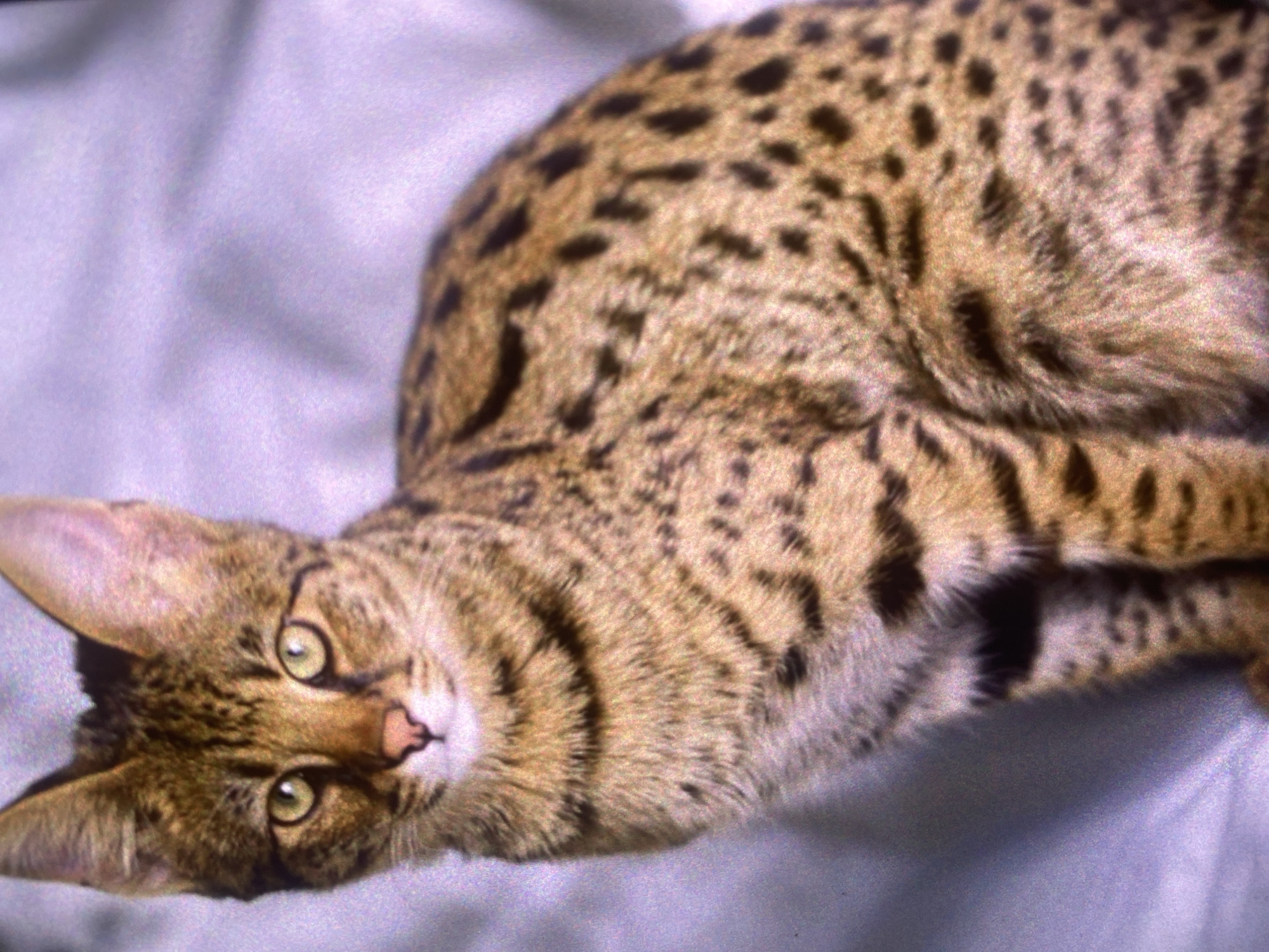 A Savannah cat, a hybrid breed of domestic cat and serval, is pictured sitting on a light-colored, draped surface that appears to be a soft fabric, possibly a blanket or sheet. The cat is facing slightly to the left, with its head turned towards the viewer. Its fur is a mottled pattern of golden brown with distinct black spots and stripes, characteristic of its wild ancestry. The cat has large, pointed ears, bright green eyes, and a pink nose. The background is out of focus and a soft, muted lavender color, suggesting a studio or indoor setting. There are no people visible in the image. The location in the city of Bassetlaw, United Kingdom, cannot be determined from the provided image.