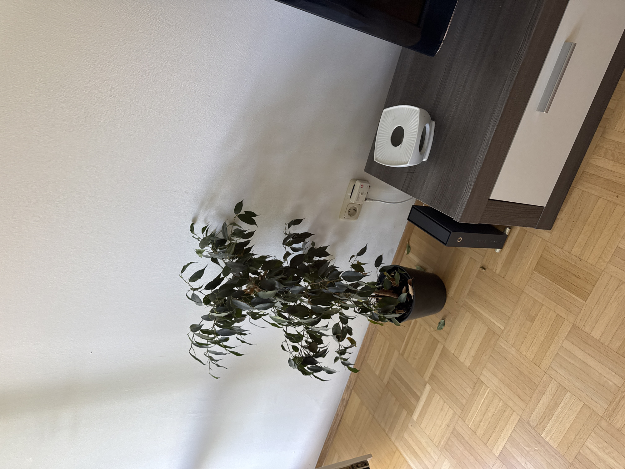 The image depicts an indoor scene in an apartment, likely located in Höhenkirchen-Siegertsbrunn, Germany. The room features a light-colored, textured wall and a wooden parquet floor. In the foreground, a dark plastic pot containing a potted plant with dark green leaves stands on the floor. Adjacent to the plant, a black rectangular object, possibly a speaker or a router, is positioned on the floor. To the right, a dark wood and white modern cabinet is partially visible. On top of the cabinet, a white square tissue box holder with a circular opening is placed. A power outlet with an adapter is visible on the wall behind the plant. The overall impression is a quiet, domestic setting.