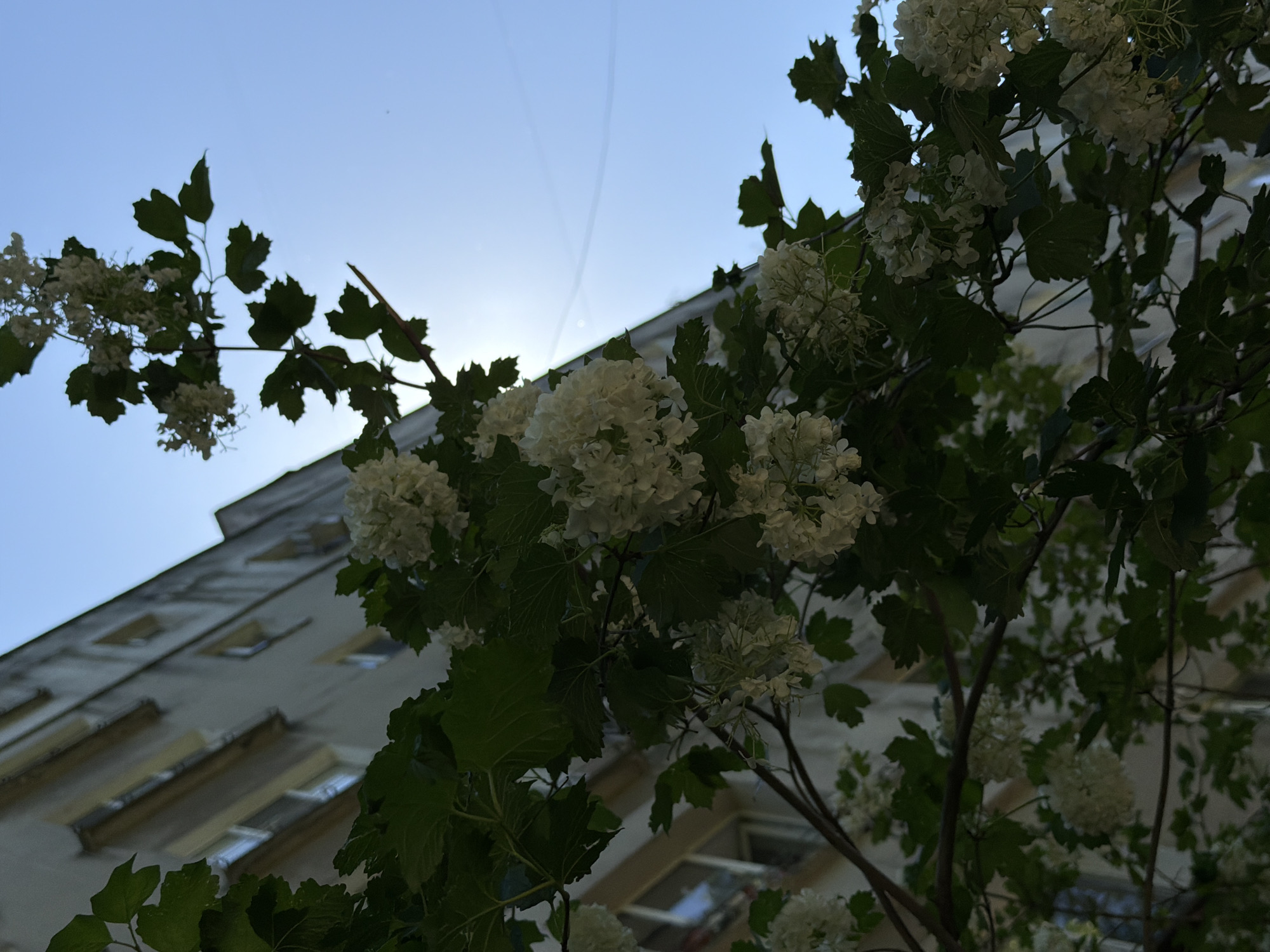 The image presents a low-angle view of a building facade partially obscured by a flowering tree. The building is light-colored with multiple windows and visible architectural details. The tree is in the foreground, with clusters of white, spherical flowers and green leaves. The sky is visible in the upper portion of the image, with light clouds or contrails present. The scene appears to be set in an urban environment. The location in the city is unspecified.