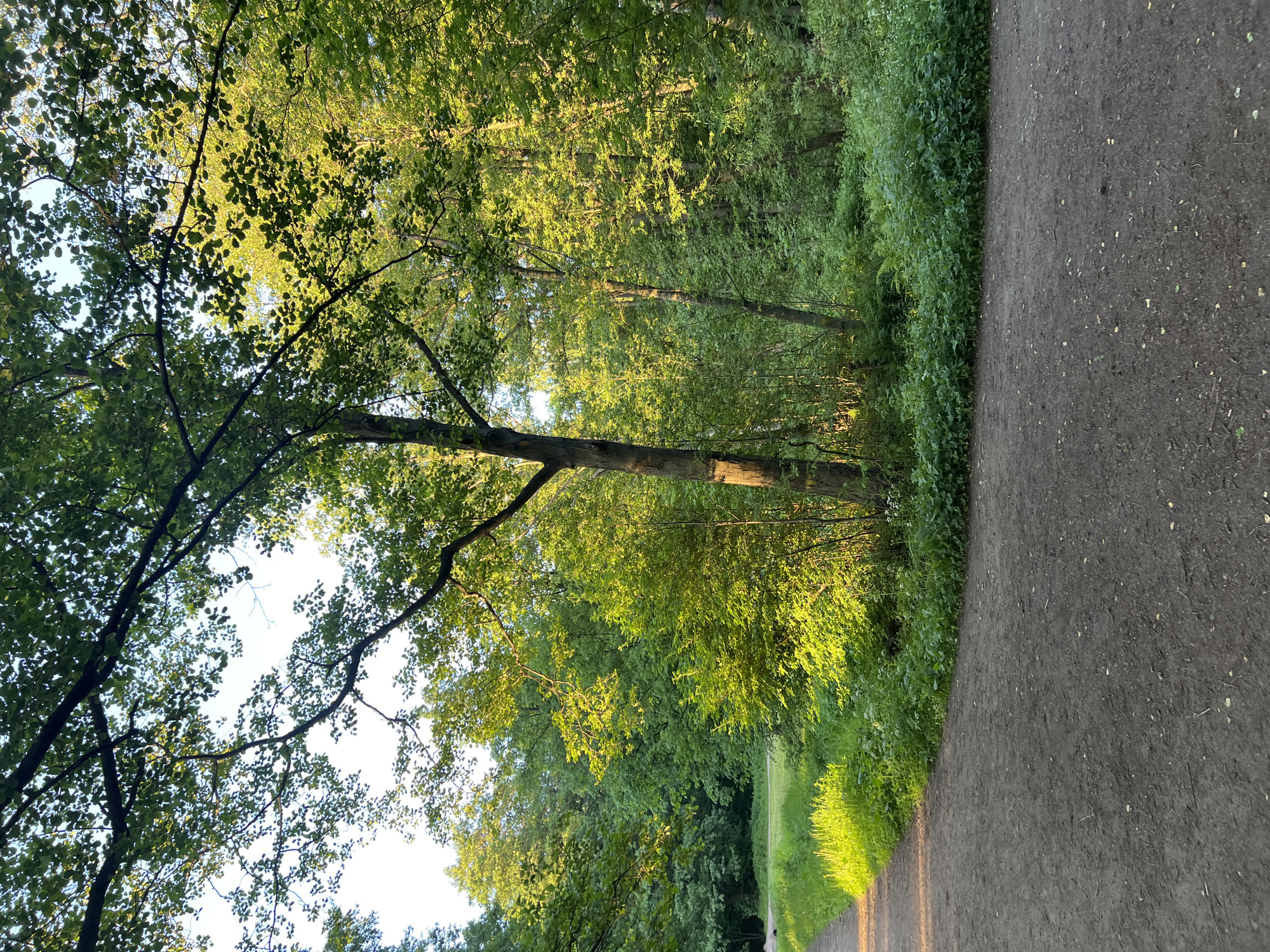 The image captures a sun-dappled forest or park scene in Saint Petersburg, Russia, characterized by dense, vibrant green foliage. A wide, unpaved dirt path, illuminated by patches of warm sunlight and dappled shadows, curves from the foreground towards the left mid-ground. The path's surface is earthy brown, indicating a well-trodden route.
The surrounding environment is dominated by mature deciduous trees, their canopies forming a dense green ceiling. Bright, golden sunlight filters through the leaves, creating intense highlights on the upper and mid-level foliage, particularly on the right side and in the background. Several tree trunks, varying in girth and bark texture, are visible, including a prominent, darker-barked trunk on the far right and another on the left side of the path.
Beneath the trees, a thick undergrowth of various green plants, bushes, and some small white flowering plants lines the path and extends deep into the forest, with certain areas brightly illuminated by the direct sun. The sky is partially visible through the breaks in the canopy in the upper left and central areas, appearing bright white due to the direct light. No people, animals, or distinct man-made structures are present within the frame. The quality of light suggests late afternoon or early evening.