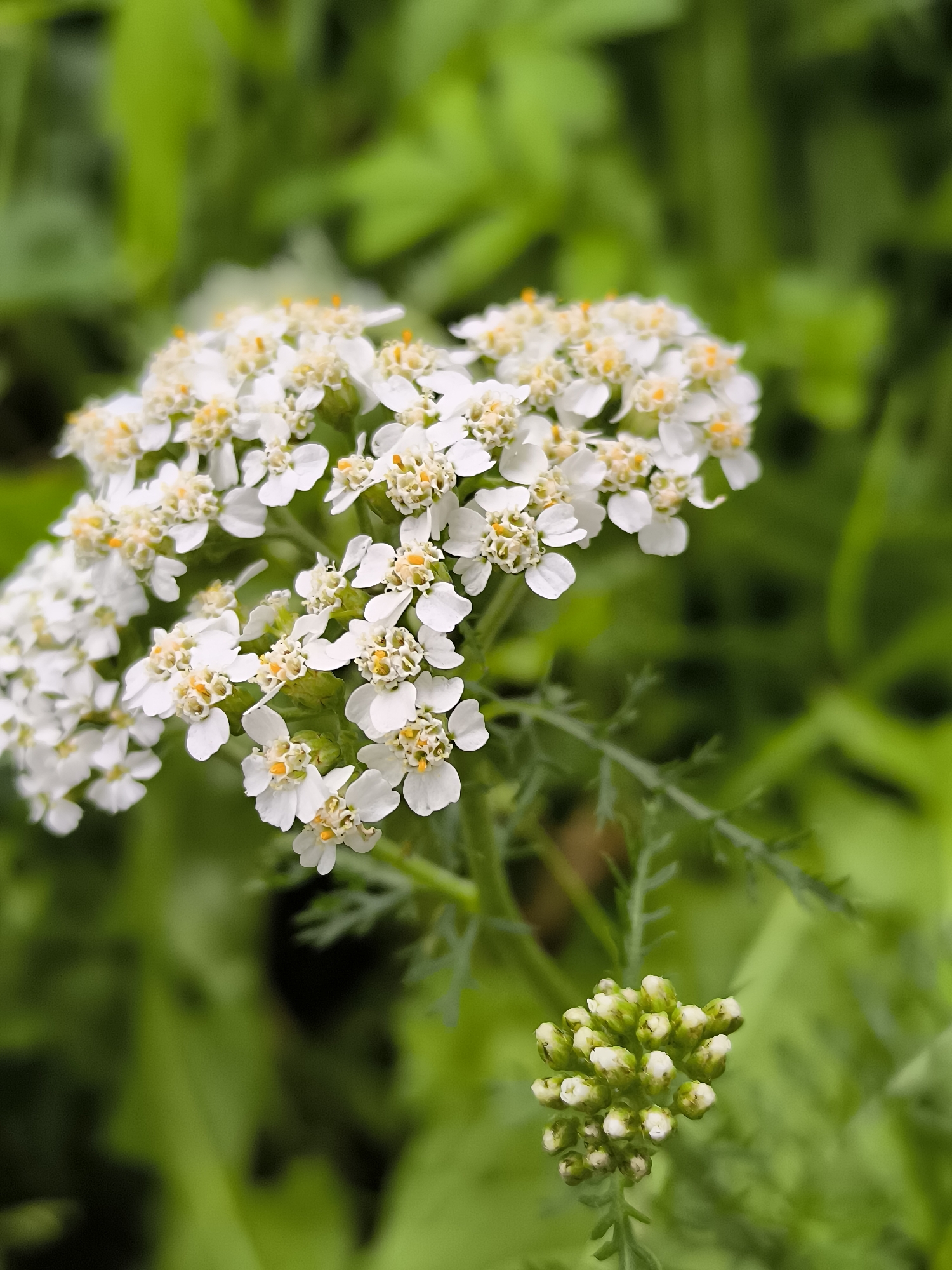 This is a close-up, eye-level, outdoor, natural light photograph of a cluster of small white flowers with yellow centers, likely Yarrow (Achillea millefolium), against a blurred green background of foliage. The flowers are arranged in a flat-topped inflorescence, with individual florets having delicate white petals and prominent yellow stamens. A small cluster of unopened flower buds is visible in the lower right corner. The leaves of the plant are finely divided. The background suggests a garden or wild growth. The specific location in Klaipėda, Lithuania, is not discernible from the image alone. There are no people or animals present.