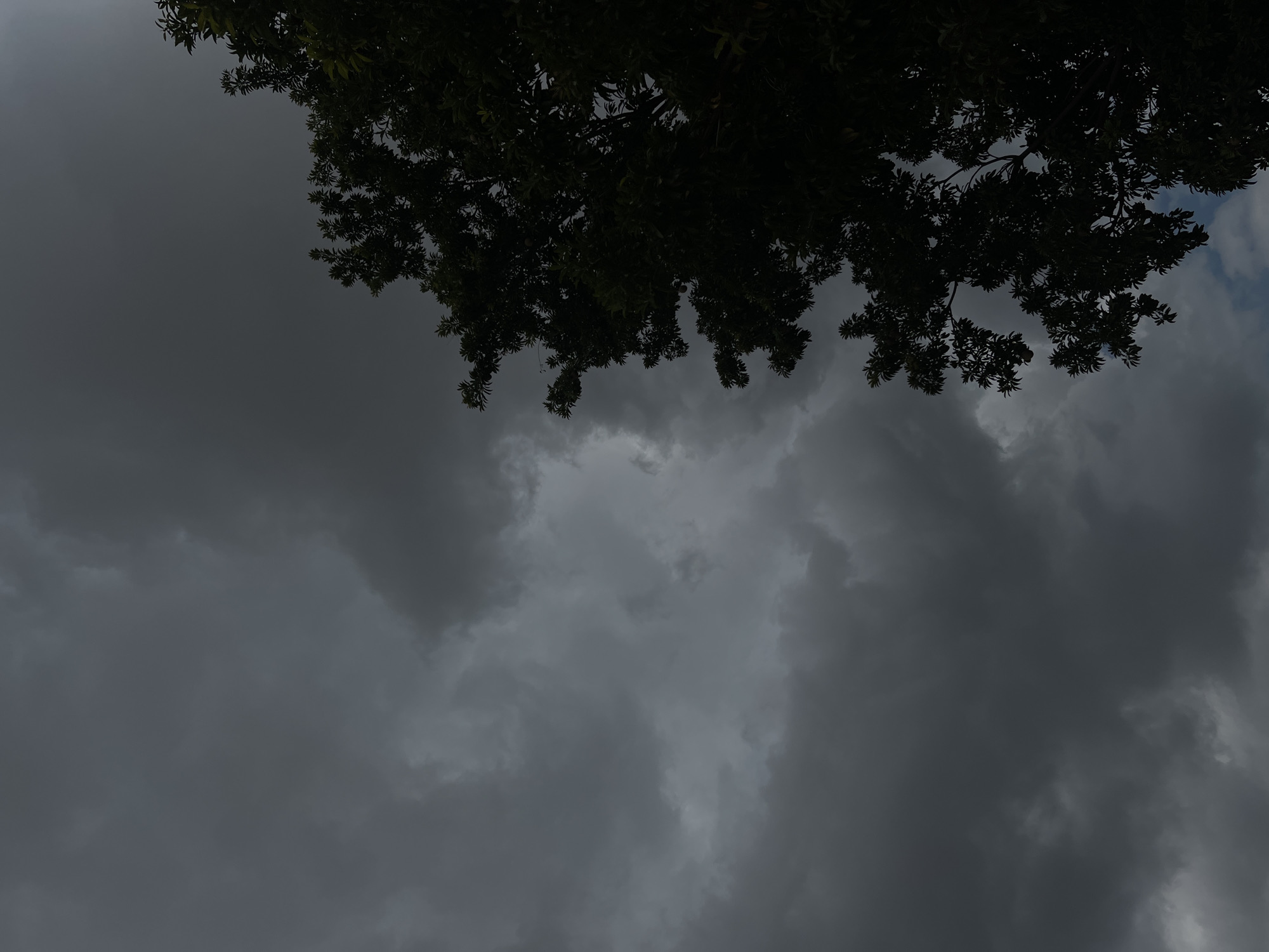 The image, likely taken in Tinaquillo, Venezuela, depicts a view looking upward towards a sky filled with dark, ominous storm clouds. Overhanging the top portion of the image is the dense foliage of a tree, silhouetted against the overcast sky. The color palette is dominated by shades of gray and black, reflecting the stormy weather.