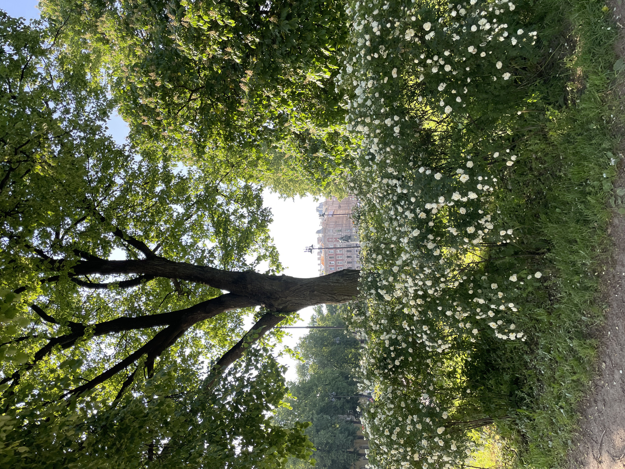 The image depicts a sunlit park scene in Saint Petersburg, Russia, with a prominent tree and a dense bush of blooming white roses in the foreground. Beyond the foliage, several trees line a pathway, and in the distance, a building with an ornate facade and multiple stories is visible under a clear sky. The overall impression is one of a well-maintained urban green space on a bright day.