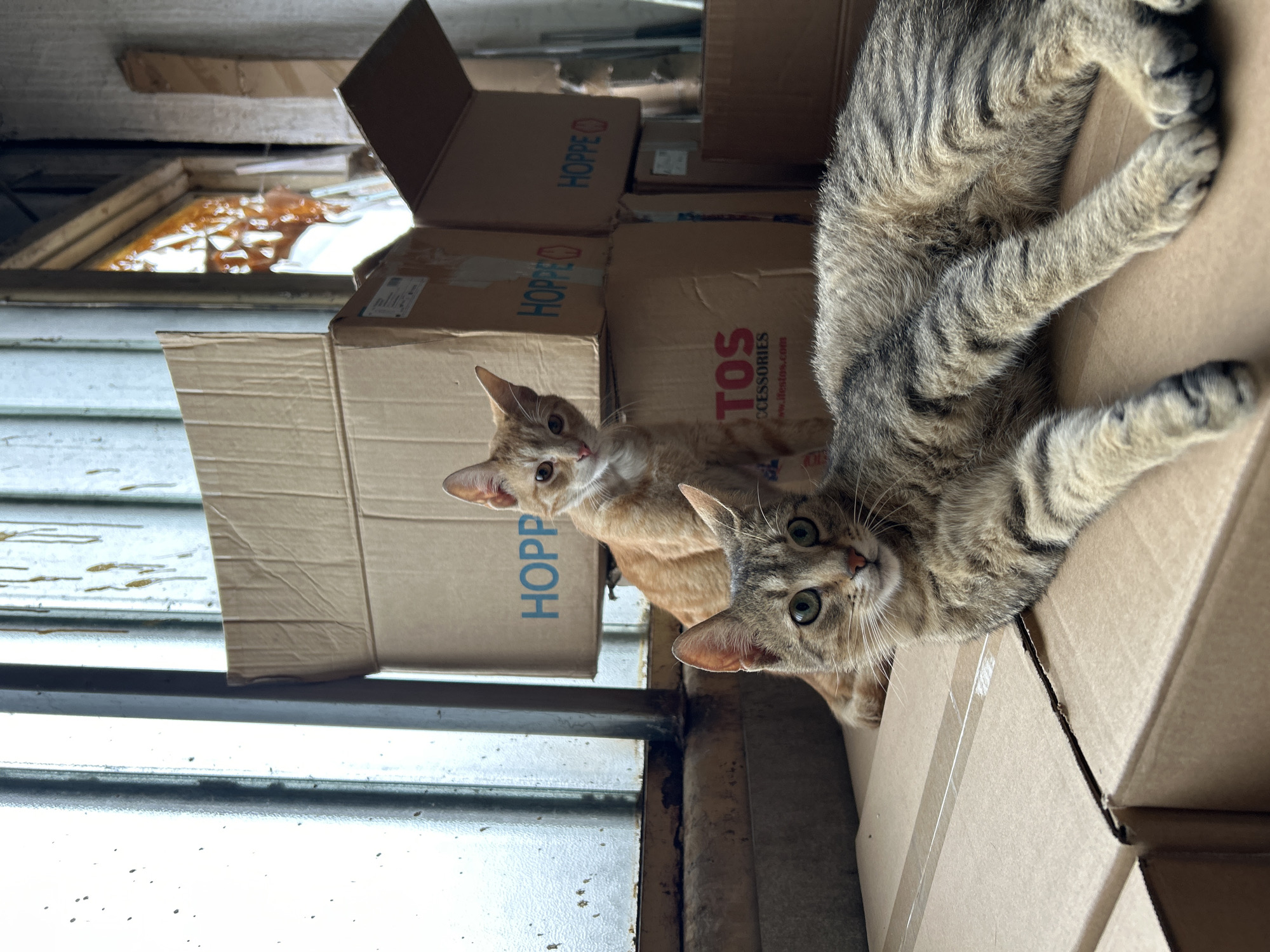 The image depicts two cats amidst a stack of cardboard boxes. One cat is a brown tabby with green eyes, and the other is orange. The boxes are printed with the word "HOPPE," and "TOS Accessories." The cats are situated near a window with chipped paint and some liquid residue present on the glass. While Struma, Bulgaria is mentioned, there's no evidence within the image to confirm the location.