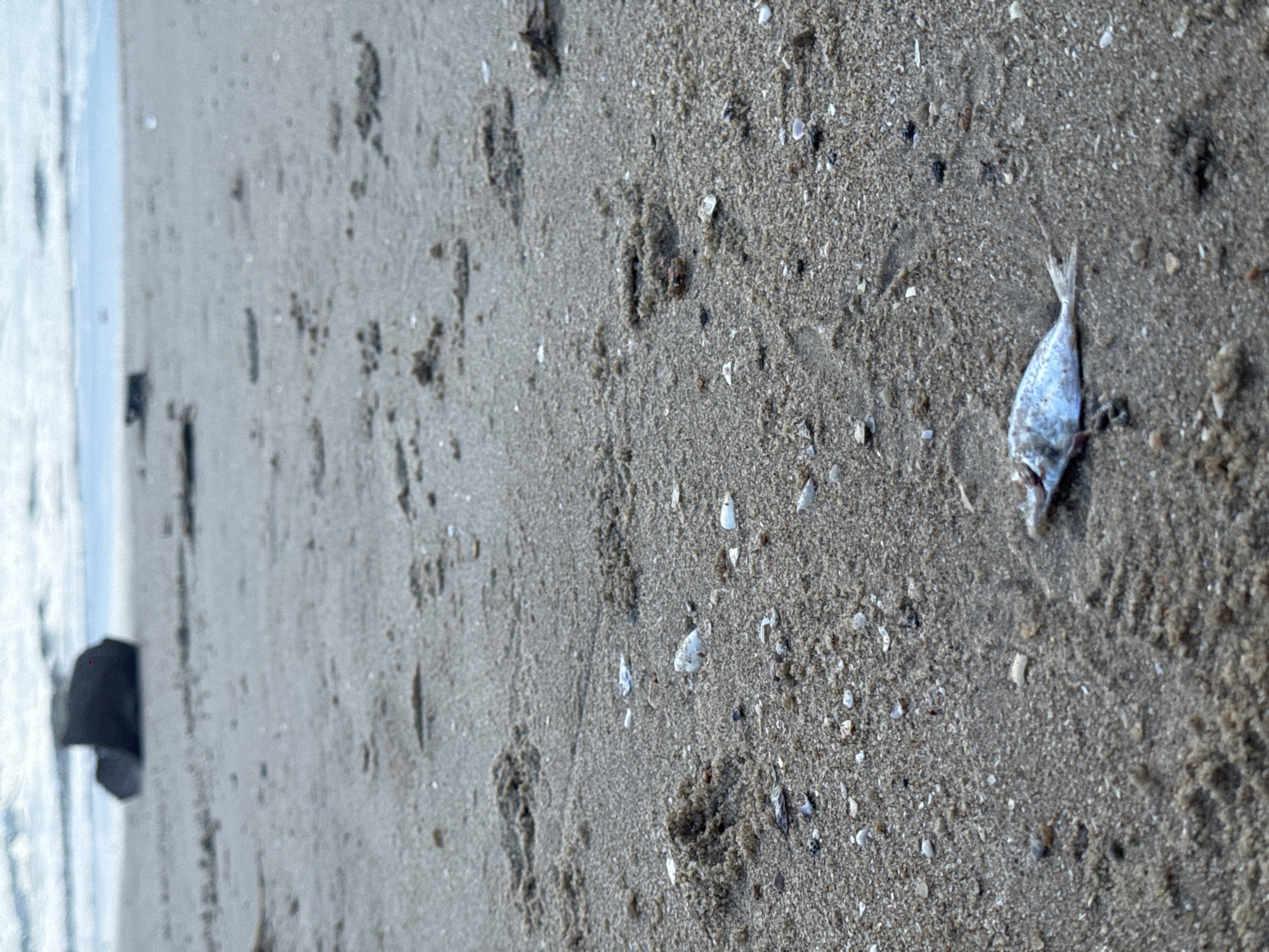 The image depicts a sandy beach with the ocean visible in the background. The sand is textured with small shells and debris. In the foreground, a small, dead fish lies on the sand. In the middle ground, there is a dark, rough object partially submerged in the water or resting on the shore. The scene is outdoors, and the lighting suggests it is daytime. There are no people or identifiable structures. The location of Thuận Thành, Vietnam is not depicted in the image.