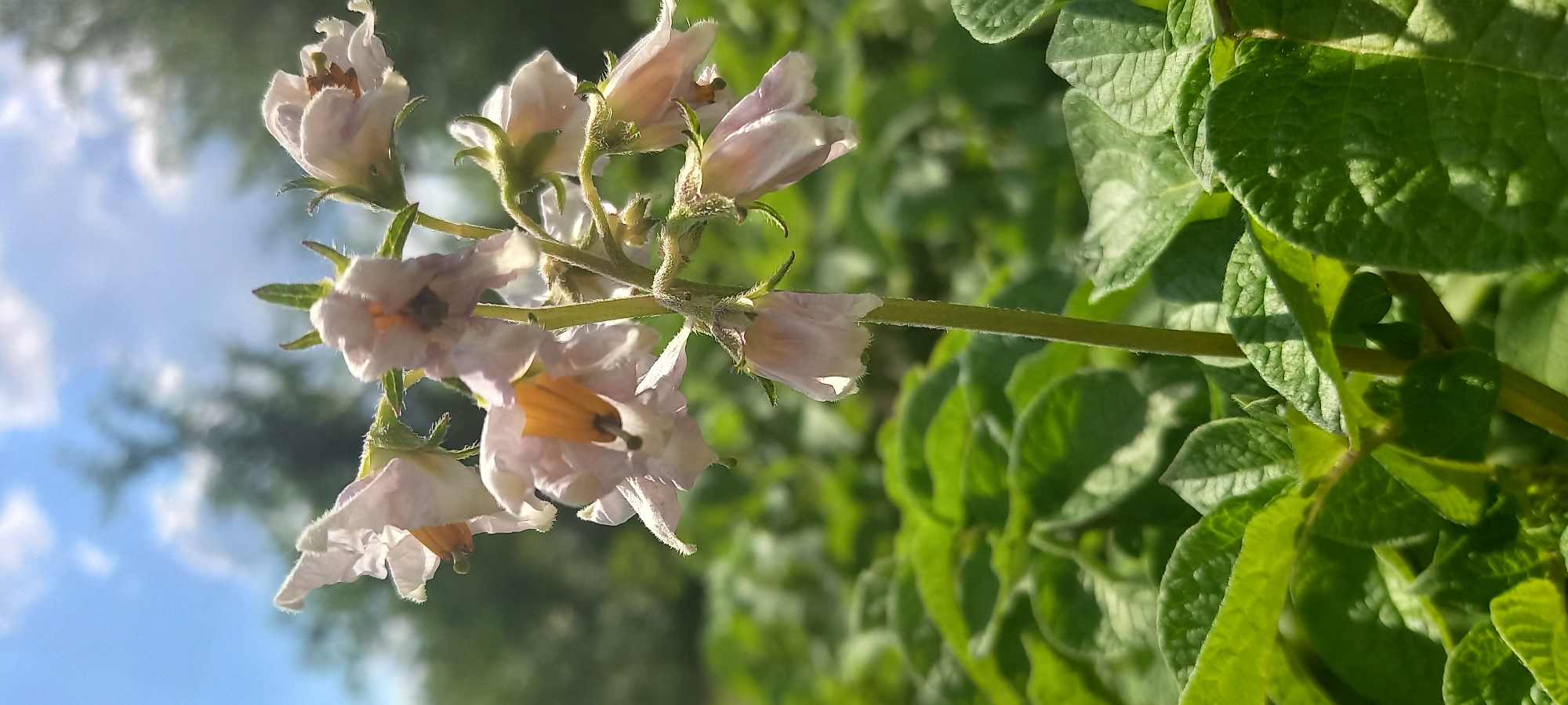This media file is a photograph of potato plant flowers in Kryvyi Rih, Ukraine. The scene is outdoors, with the potato plants in focus and a blurred background of greenery and sky. The flowers are delicate, pale pink with yellow centers. They are on thin stems with green leaves surrounding them. The sky is a bright blue with some white clouds visible. The lighting suggests it is daytime, likely late morning or early afternoon, with the sun casting shadows and highlighting the textures of the leaves and flowers. There is no text visible in the image. The overall mood is peaceful and natural.