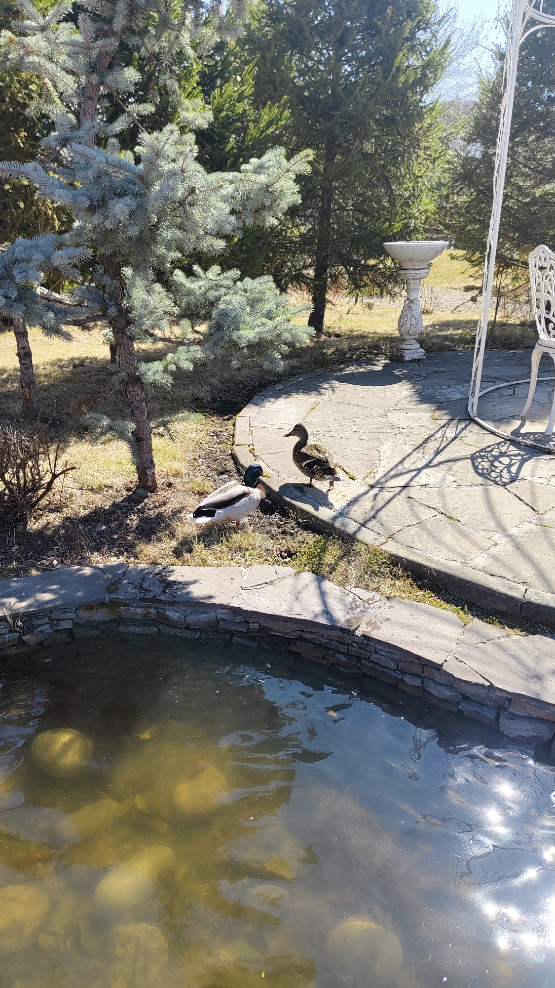 This outdoor scene, likely a landscaped garden or park in Krasnoyarsk, Russia, features two ducks near a pond under bright daylight. In the foreground, a stone-lined pond with murky water reveals rocks beneath its surface. Sunlight glints off the water, creating sparkling reflections.
Above the pond, a curved stone patio is visible. A male mallard duck, with its distinctive iridescent green head, white neck ring, and grey body, stands on the grass patch between the pond and the patio. To its right, a female mallard, with speckled brown plumage, stands on the paved patio.
The background is dominated by evergreen trees, including a prominent blue spruce with silvery-green needles on the left and taller, darker conifers further back. Strong sunlight casts distinct shadows across the patio and grassy areas. On the right side of the patio, a white ornate bird bath or pedestal and part of a decorative white outdoor chair are visible. The ground cover consists of sparse dry grass and earth. No text is visible in the image.