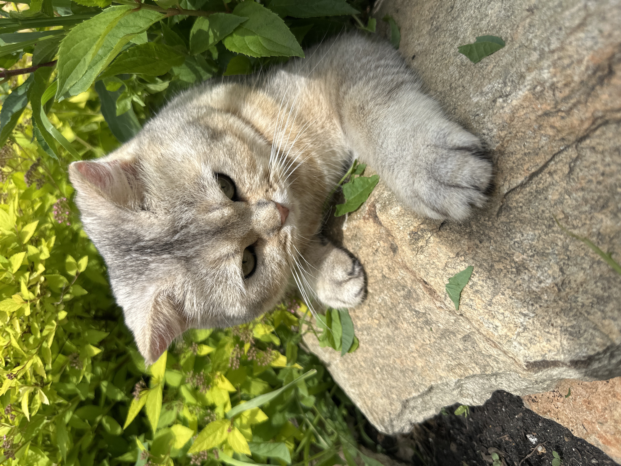 An adult domestic cat with silver and tan tabby markings reclines on a large, textured, light-brown rock in a garden. The cat is positioned in the lower right quadrant of the image, with its head turned to the left, looking downwards. Its left paw is resting on the rock in front of it, with the rest of its body obscured by foliage. Lush green plants, some with bright yellow-green leaves and others with darker green leaves, surround the cat and the rock. The background is filled with these plants, creating a natural, outdoor setting. Sunlight illuminates the scene, casting shadows and highlighting the textures of the rock and the cat's fur.