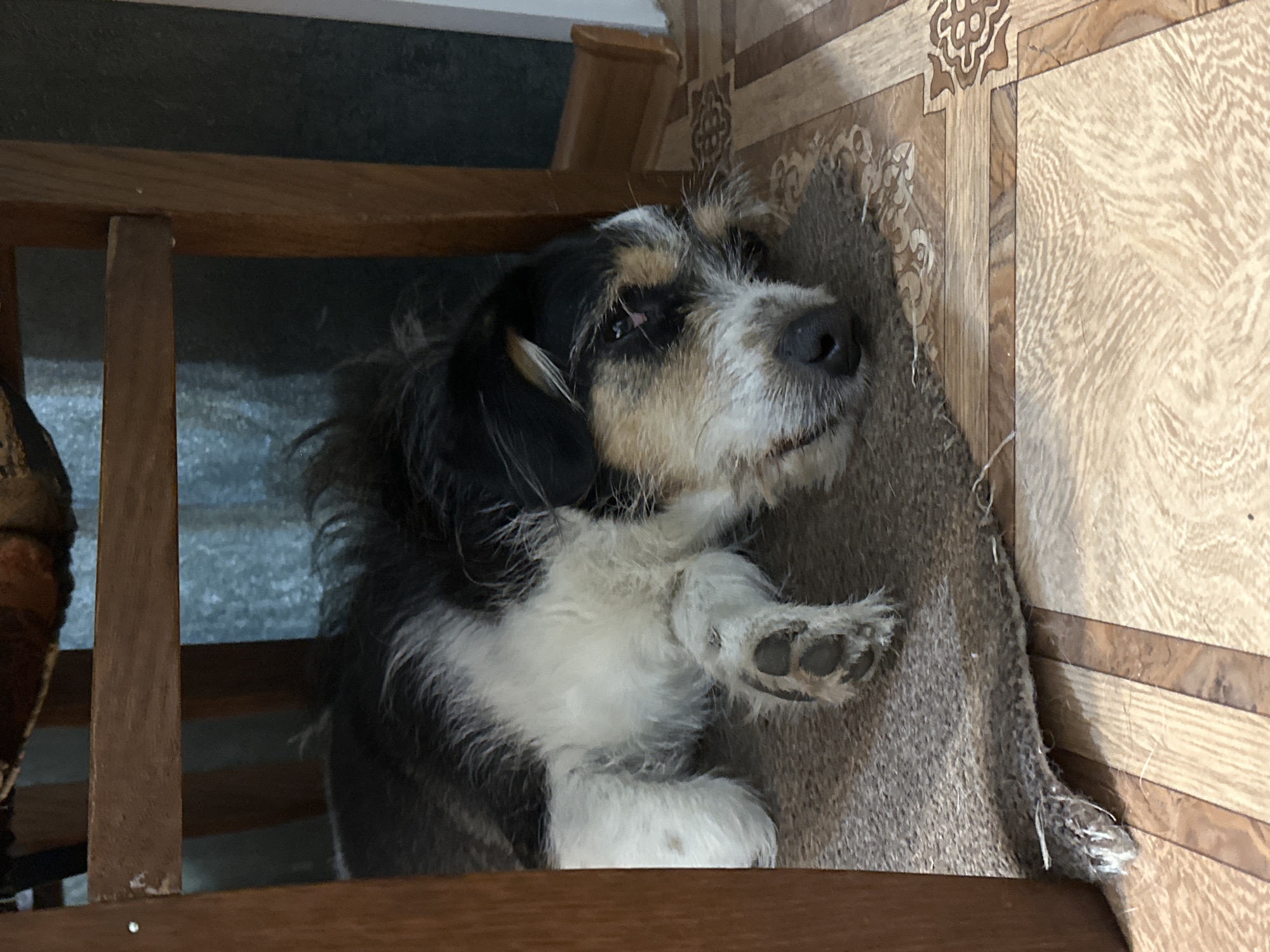 A dog is lying on a worn rug. The dog is black and white, with a grizzled face and a black nose. Its paw is raised. The rug is on a surface with a patterned wood-like finish, likely a floor or tabletop. The dog is partially within the confines of a wooden chair. The scene is indoors. There are no people present in the image. There is no evidence indicating the location is Minsk, Belarus.