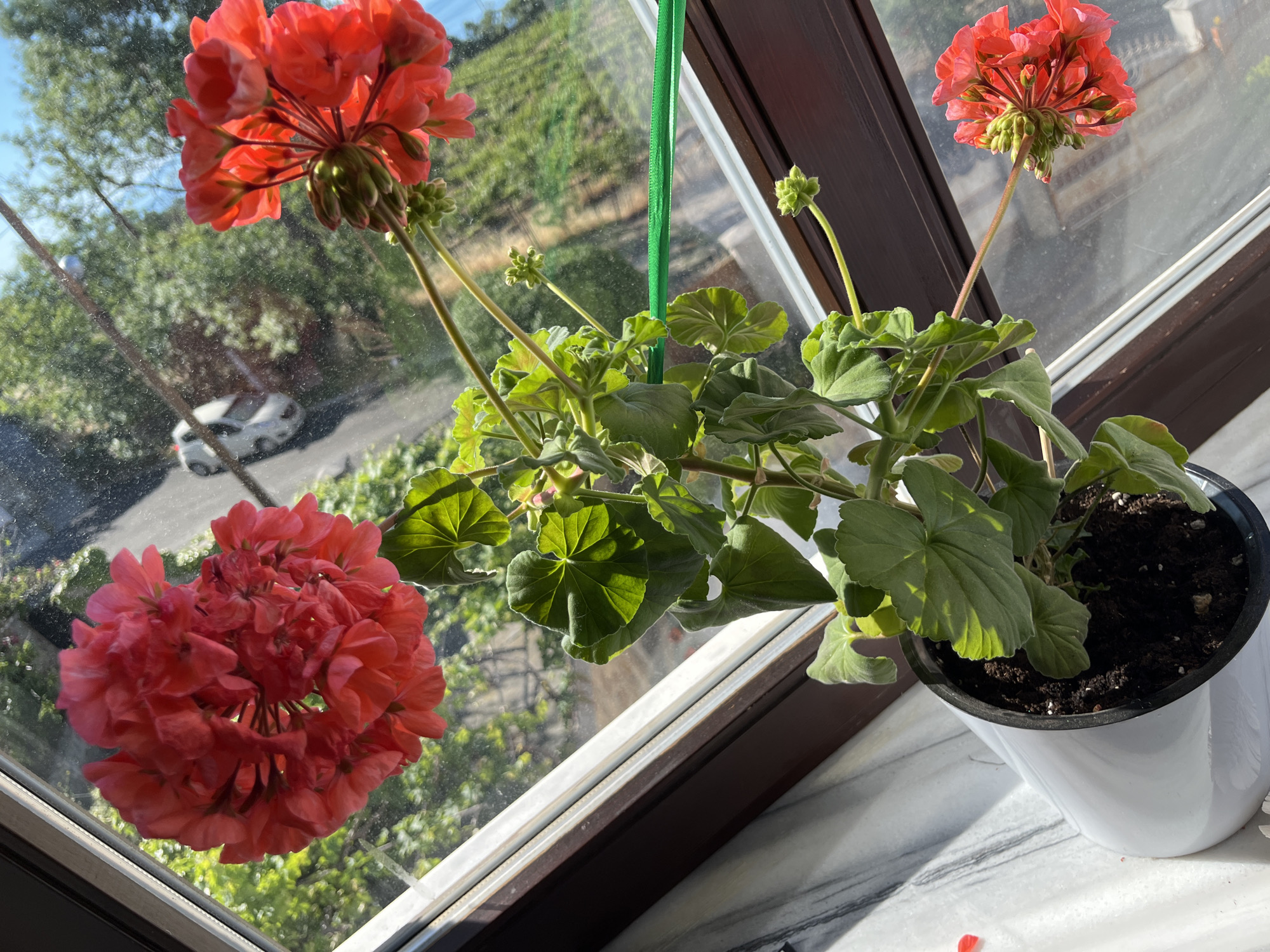 A potted geranium plant with vibrant red-orange flowers and green leaves sits on a windowsill. The plant is in a white pot filled with dark soil. Through the window, a street with trees and a white car can be seen. The scene is illuminated by natural sunlight. The windowsill appears to be made of a marble-like material.