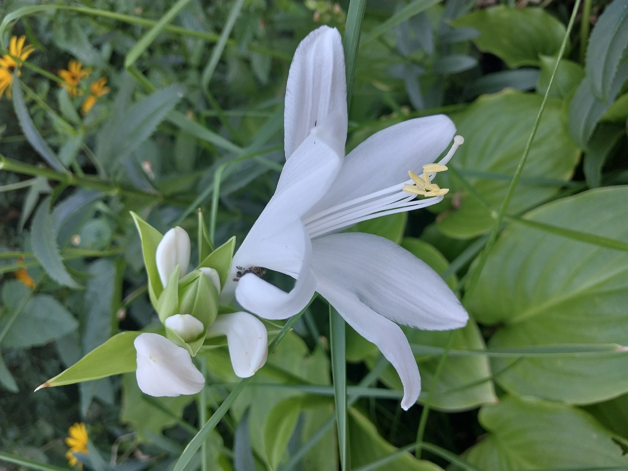 A close-up, eye-level, portrait-oriented, outdoor photograph shows a white Hosta flower in bloom, surrounded by lush green foliage and thin grass blades. The flower, positioned slightly left of center, has delicate white petals and a cluster of yellow stamens protruding from its center. Several unopened buds are visible above and to the left of the main bloom, some enclosed in green sepals. The background is a blur of green leaves and a few small yellow flowers. The overall impression is one of natural beauty in a garden setting. This scene is from a park or garden in the city of Dnipro, Ukraine.