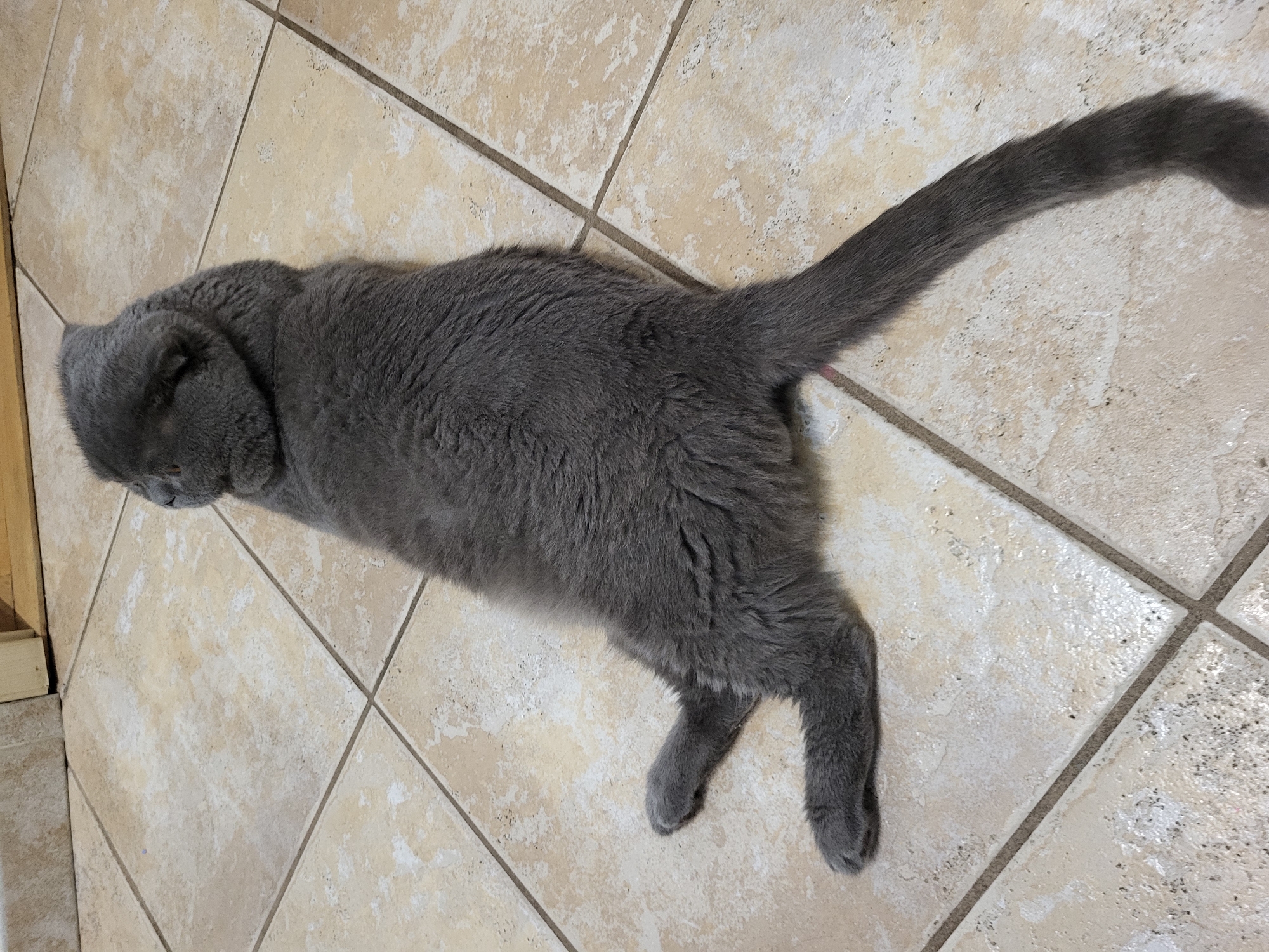 A full body, high-angle shot shows a gray cat lounging on its side on a tiled floor. The cat is positioned with its head turned away from the camera, its body stretched out with its front legs extended forward and its back legs splayed to the side. The cat's fur is short and dense, and its tail is long and bushy, curled slightly around its hindquarters. The floor is made of large, square, beige tiles with a mottled texture. In the background, a wooden baseboard is visible.