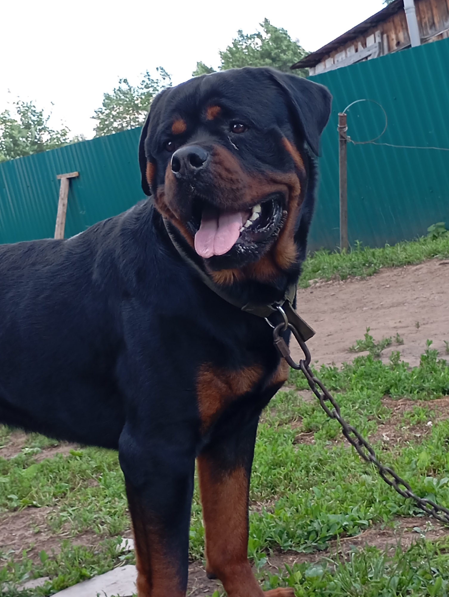 This media file shows a Rottweiler dog standing outdoors. The dog is black and tan with a muscular build. It is wearing a dark-colored collar and is attached to a thick metal chain. The dog's mouth is open, and its pink tongue is visible, suggesting it may be panting or happy.
The setting appears to be a rural or backyard area. Behind the dog, there is a green corrugated metal fence, and beyond that, a wooden building with a sloped roof and some visible wooden beams. The ground is a mix of dirt and green grass, with some weeds growing. Trees with green foliage are visible in the background. The sky is overcast, suggesting a cloudy day.
The overall impression is of a dog in its natural environment, possibly in a yard or fenced area. There is no visible text in the image. The lighting and overcast sky suggest it is daytime. The dog's relaxed posture and open mouth could indicate a comfortable or content state.