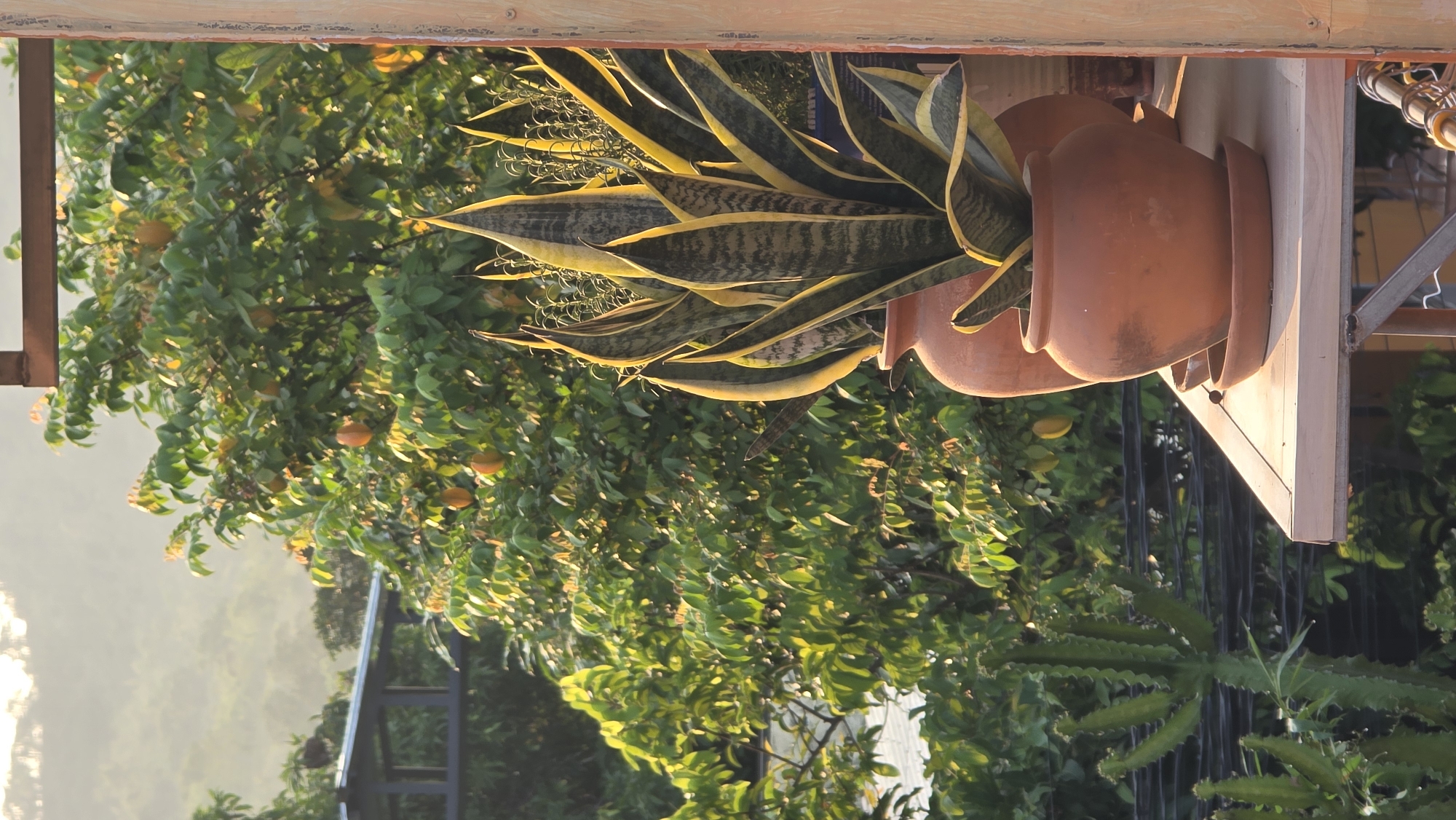 The image shows potted snake plants with yellow and green leaves in terracotta pots, sitting on a wooden shelf outside. Behind the plants is a background of greenery, including trees with what appear to be oranges growing on them. In the distance, one can see a body of water and a hazy view, possibly the Bac Natural Heritage Area Trang, Vietnam. There are no people visible in the image.