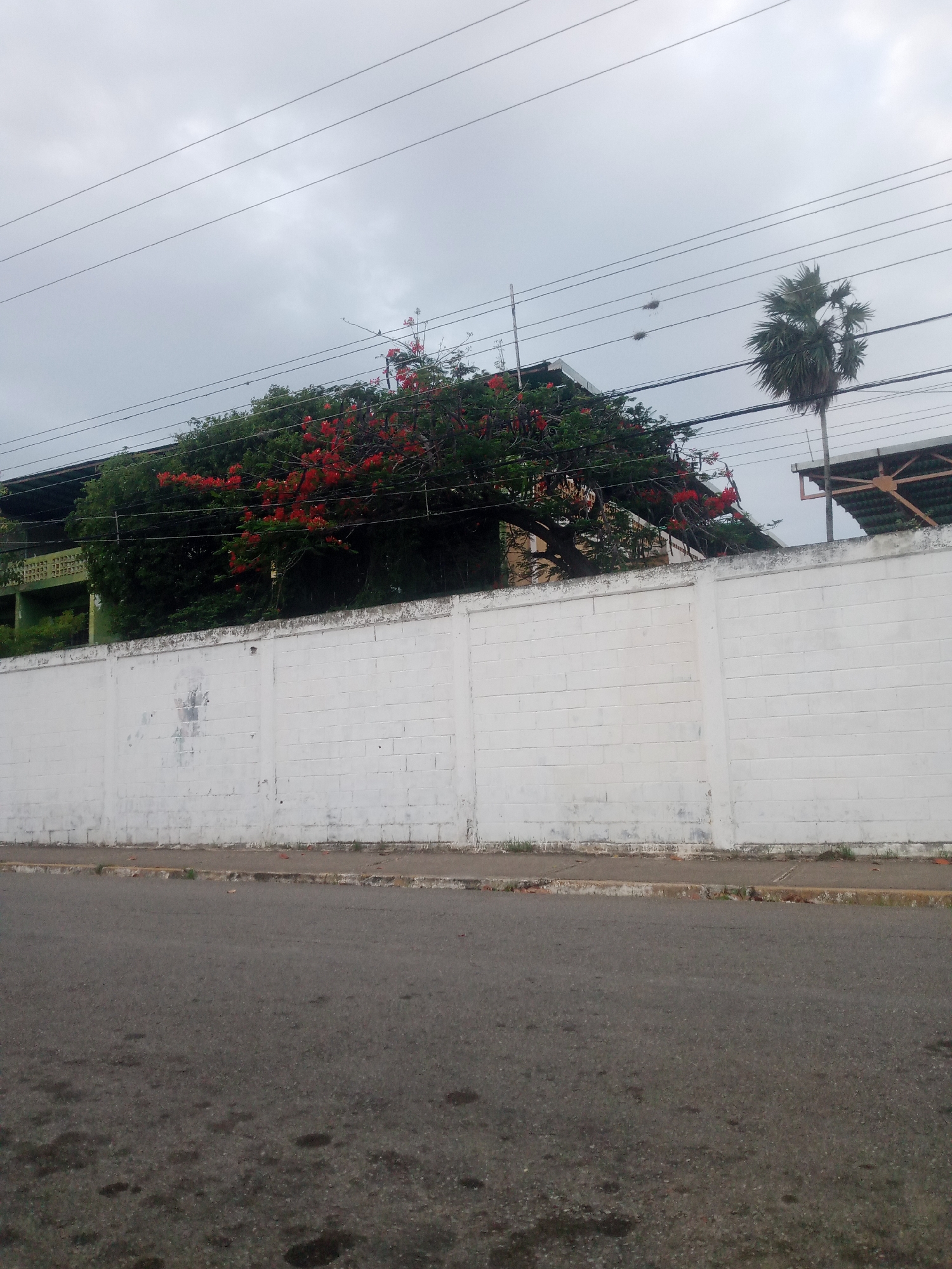 The image captures an outdoor scene on a cloudy day, likely in Santa Ana, Venezuela, based on the context provided. In the foreground, a two-lane asphalt road is visible, with a strip of concrete curb separating it from a sidewalk. Beyond the sidewalk lies a tall, white brick wall that extends across the frame. The wall shows signs of wear, with some discoloration and graffiti.
Behind the wall, a lush green tree with vibrant red flowers is prominent, its branches reaching upwards. To the right of the tree, a palm tree stands tall against the overcast sky, with several utility wires crisscrossing the upper portion of the image. In the background, a building with a green facade and a dark roof can be seen partially obscured by the foliage. Further to the right, a structure with a sloped, dark-colored roof supported by a metal frame is visible. There are no people or animals in the frame, and the scene appears to be devoid of any immediate activity.