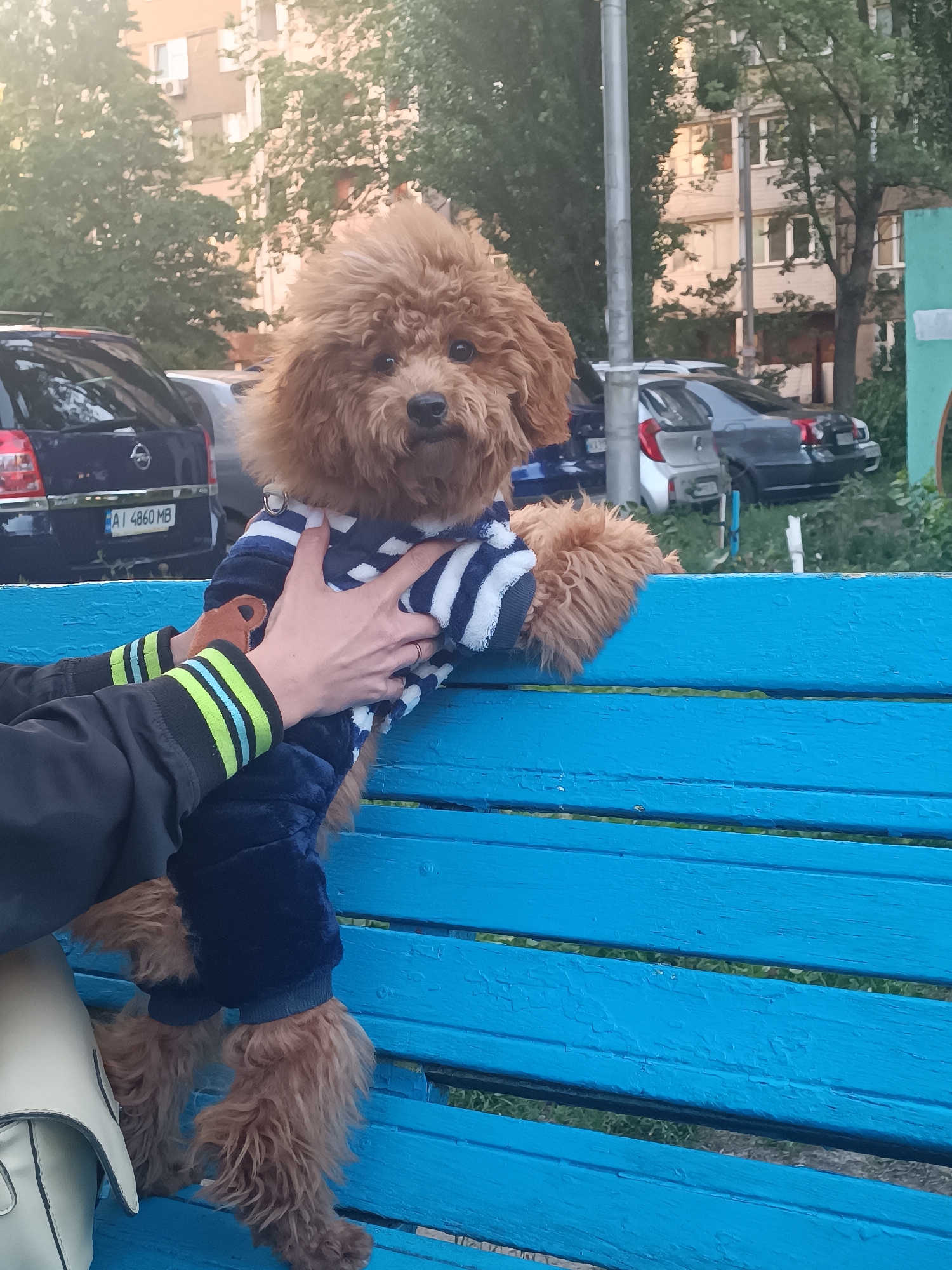 In Kyiv, Ukraine, a small, fluffy, light brown poodle mix, wearing a blue and white striped jumpsuit, stands on a bright blue wooden bench. The dog is facing the camera, with its front paws resting on the edge of the bench. A person's hands are visible, adjusting the dog's clothing. The background shows a slightly out-of-focus urban setting with apartment buildings, trees, and parked cars. One car in the foreground has a Ukrainian license plate that reads "AI 4860 MB". The lighting suggests it is daytime, possibly late afternoon, with sunlight illuminating the scene.