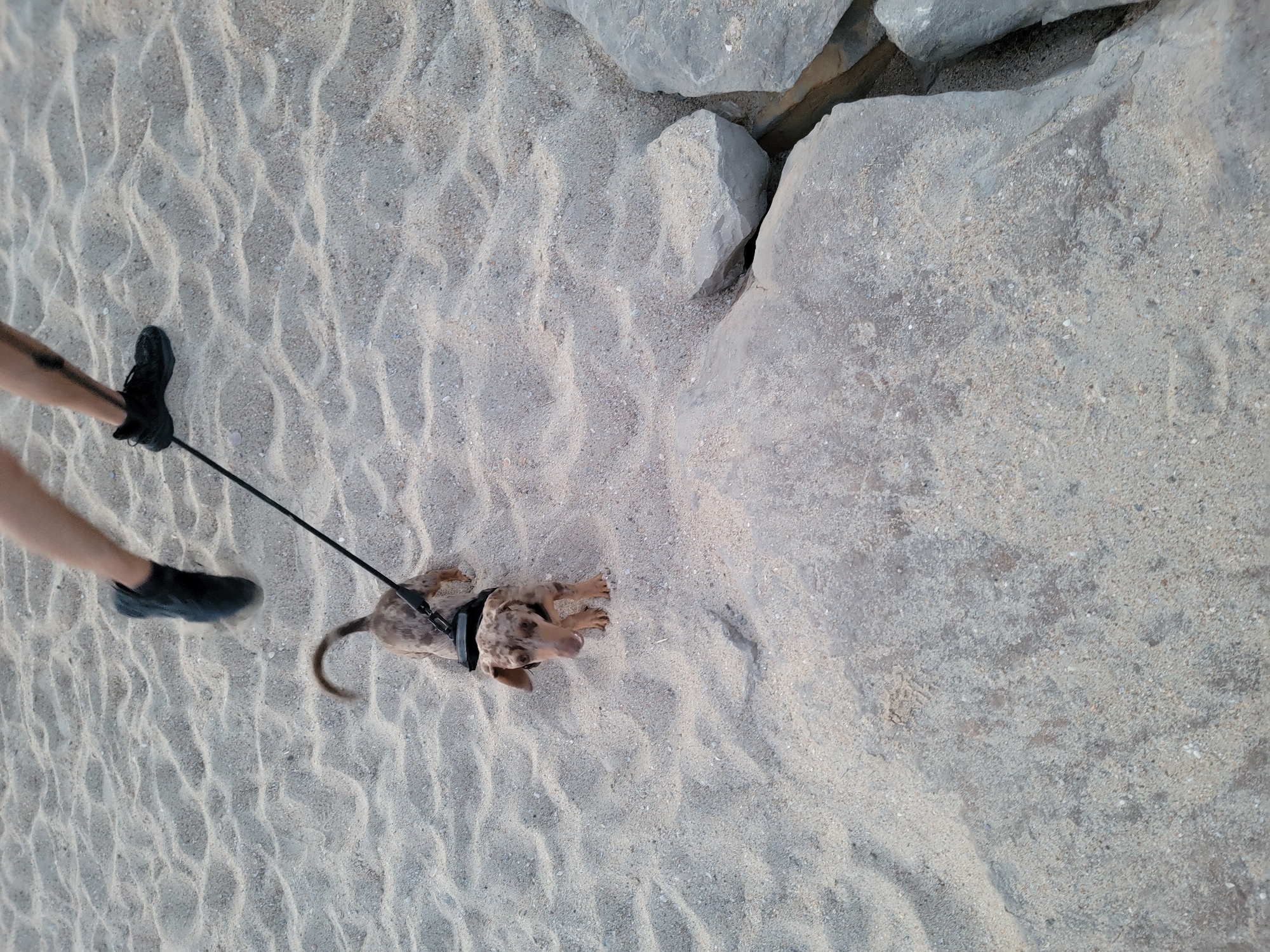 The image shows a dachshund dog on a sandy beach, with the legs of a person running in the background. The dog is wearing a harness and is on a leash that is held by the unseen runner. The beach is made up of fine sand with some larger rocks visible in the foreground. The lighting suggests it is daytime. The location is the beach in Quarteira, Portugal.